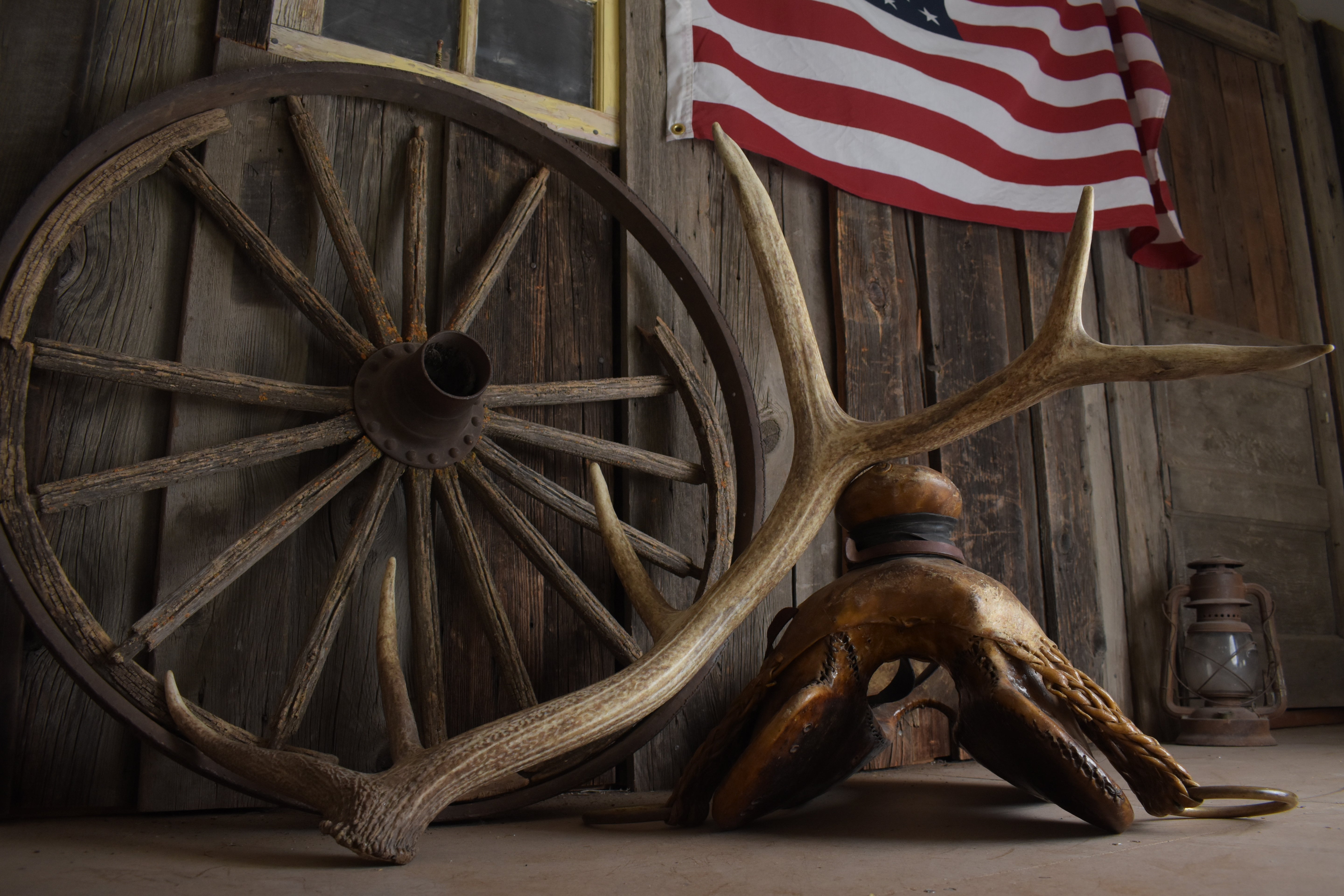 Elk Antler | Medium Size | 160