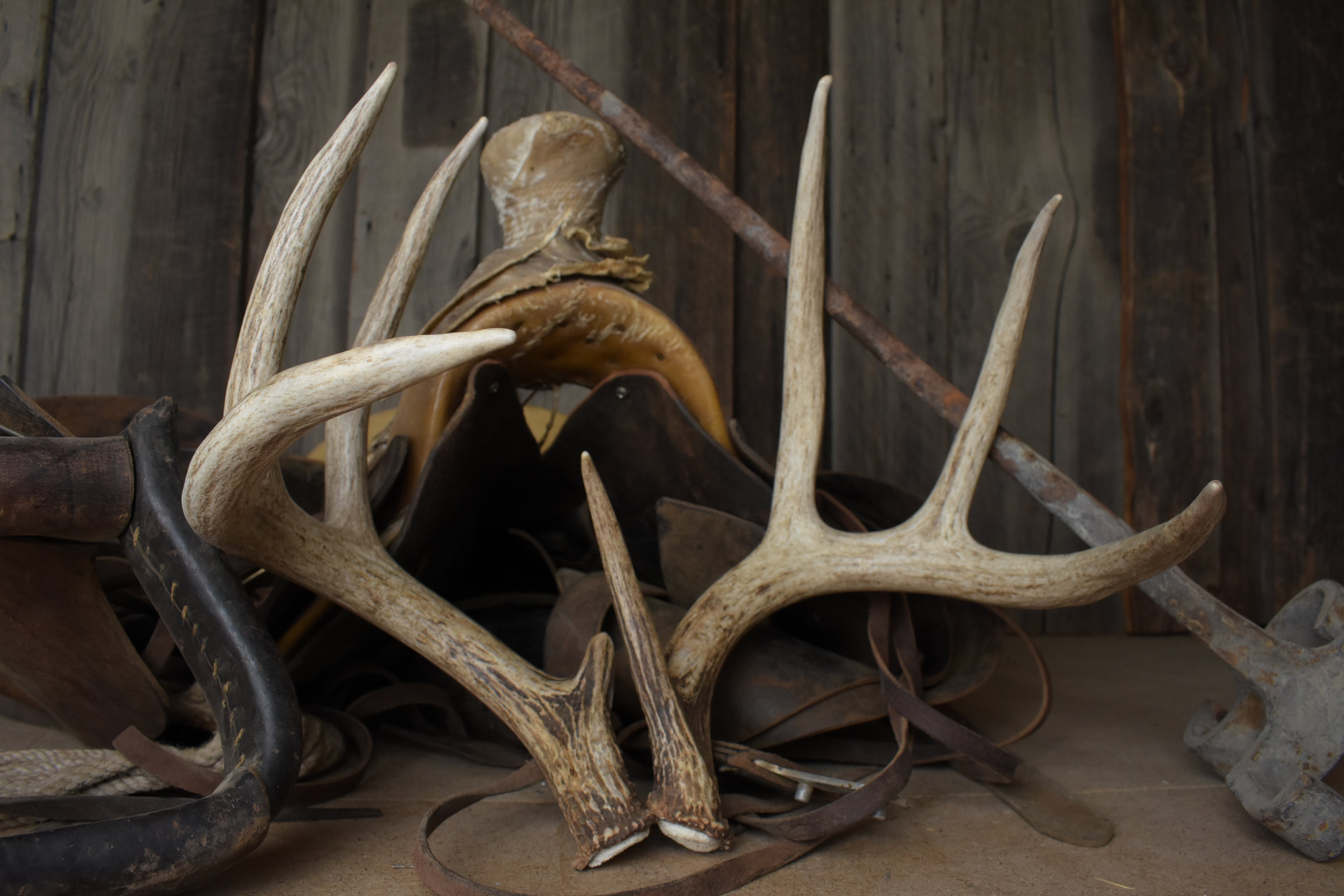 Whitetail Deer Antler Set | Large | 4