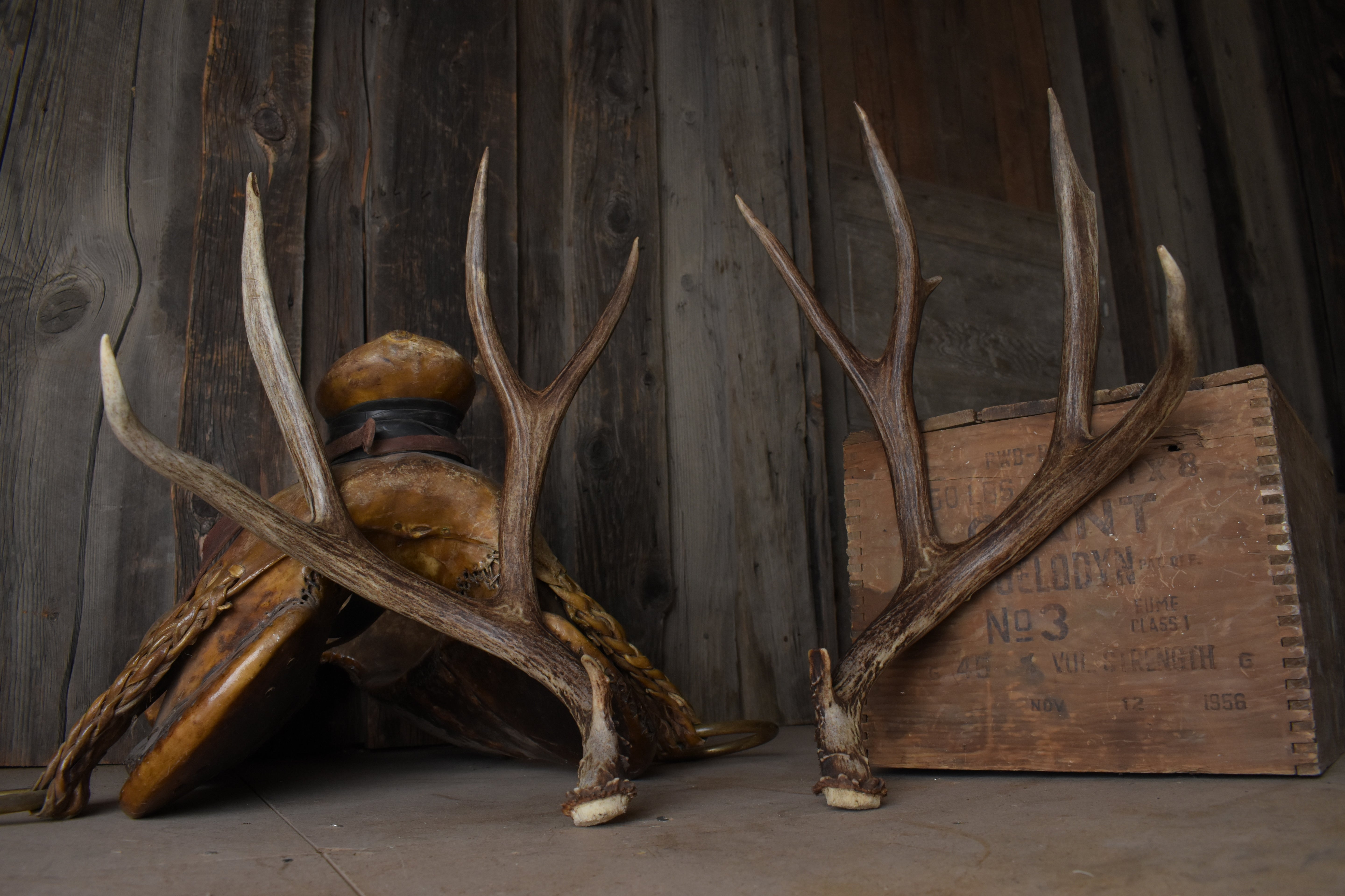 Mule Deer Antler Set | Large | 2