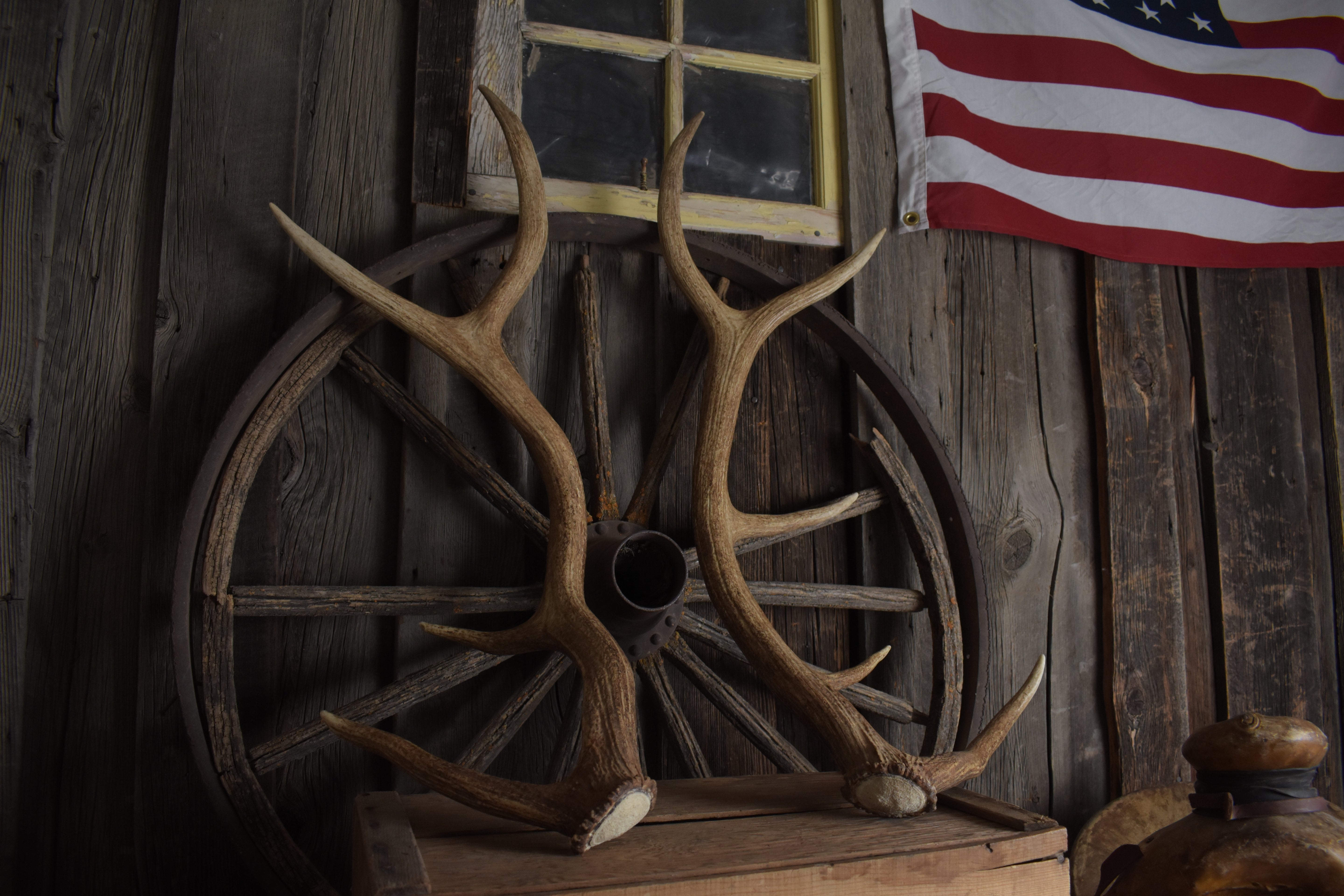 Elk Antler Set | Medium | 153
