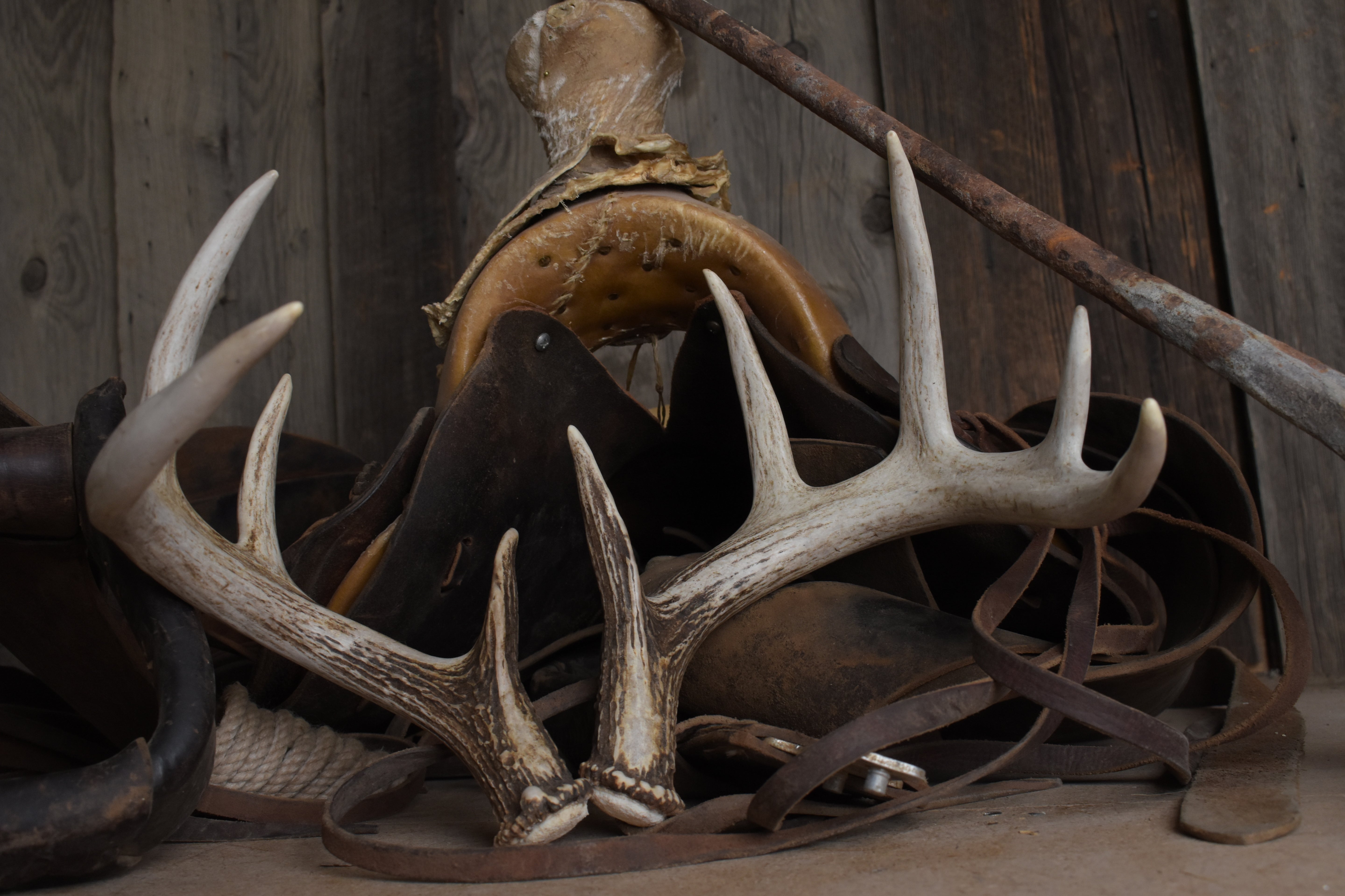 Whitetail Deer Antler Set | Small | 3