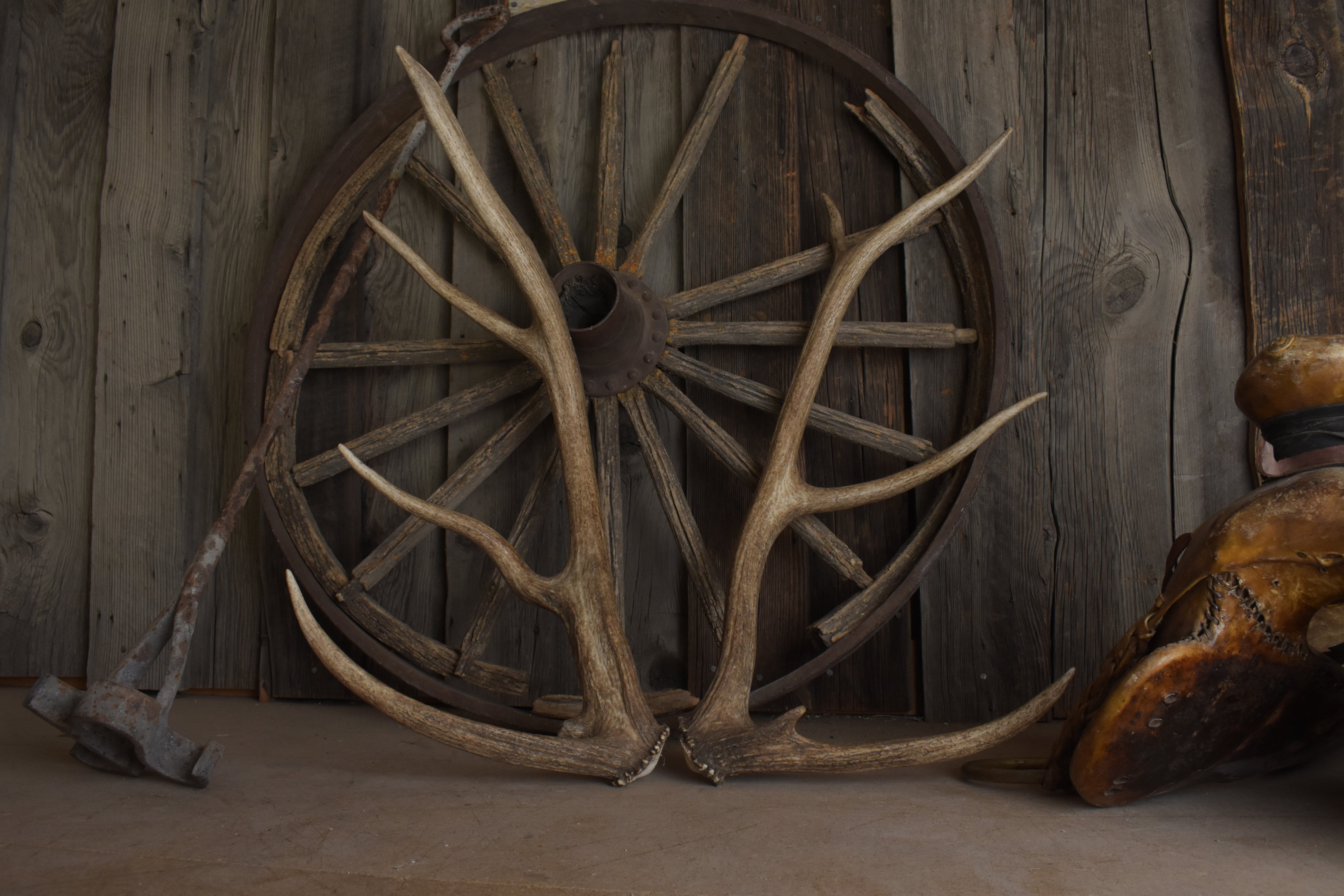 Elk Antler Set | Small | 151