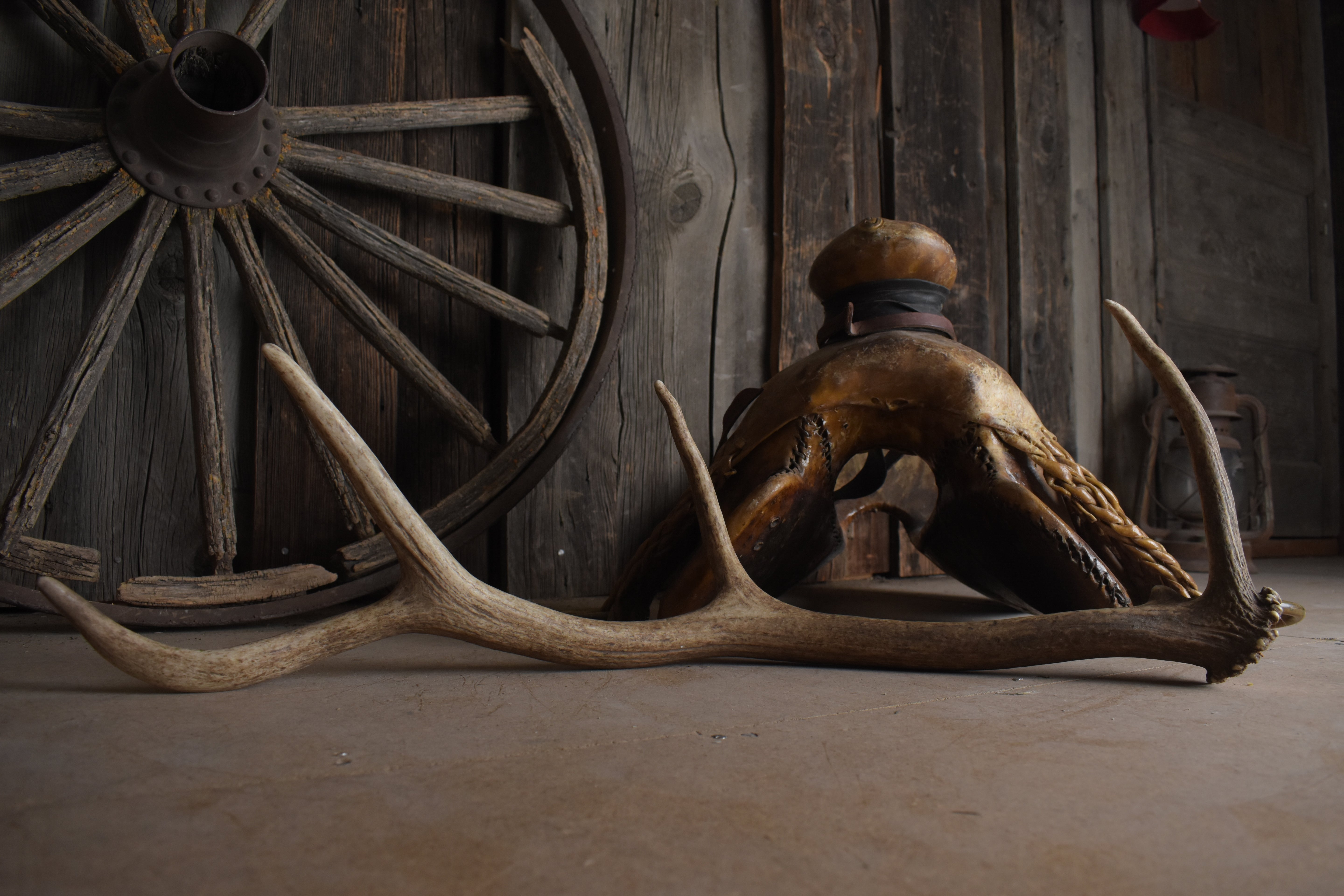 Elk Antler | Small Size | 149
