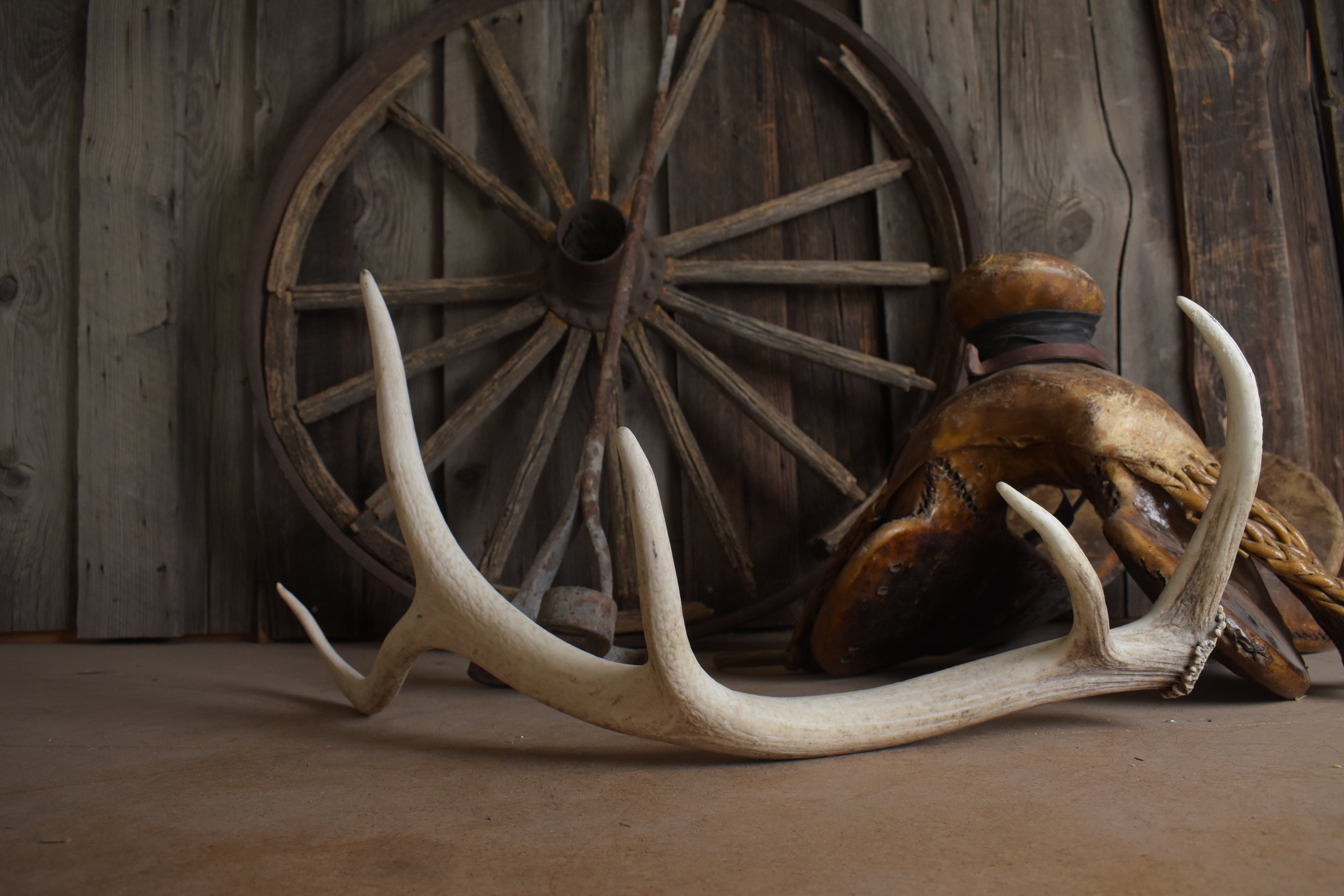 Elk Antler | Small Size | 125