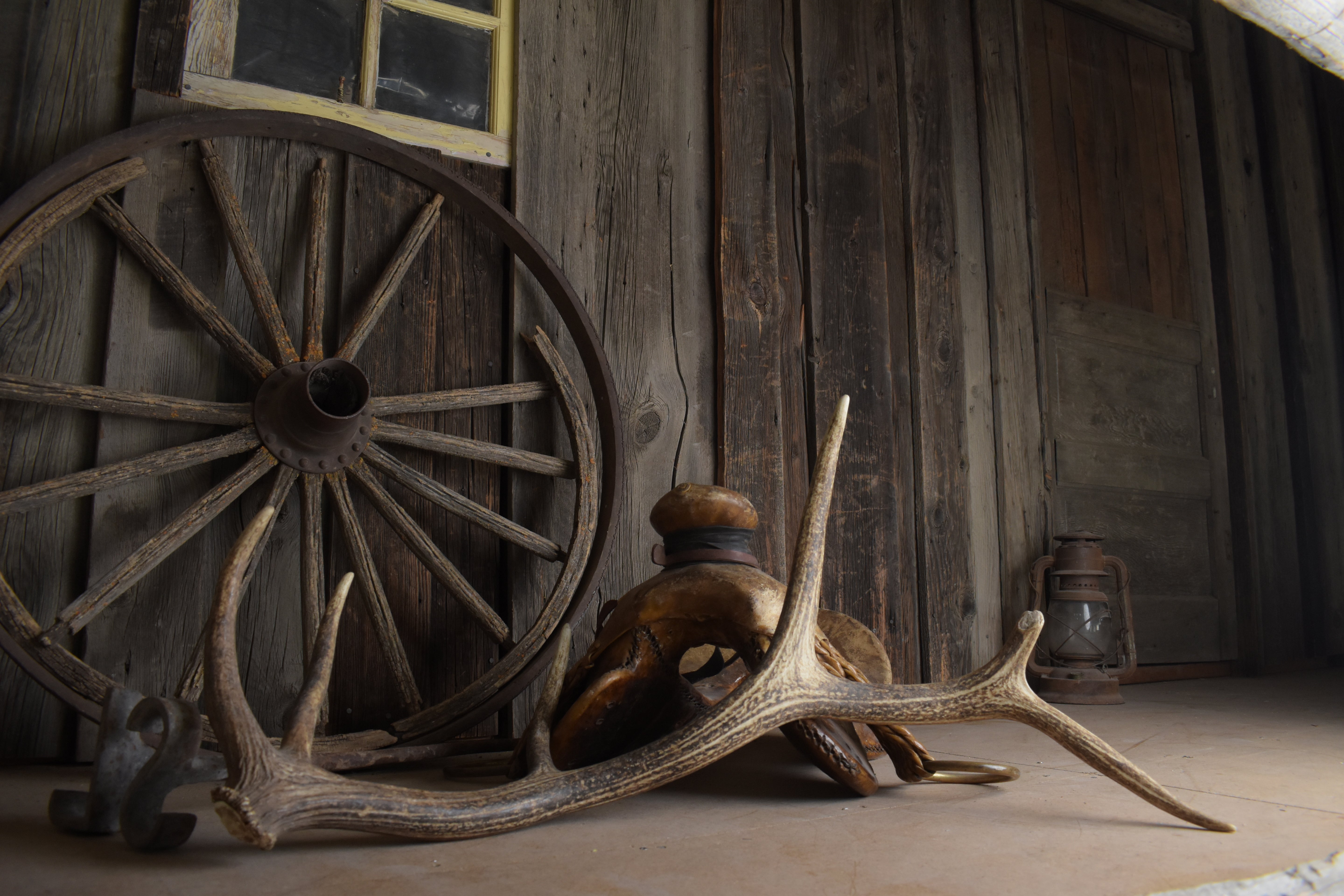 Elk Antler | Medium Size | 159