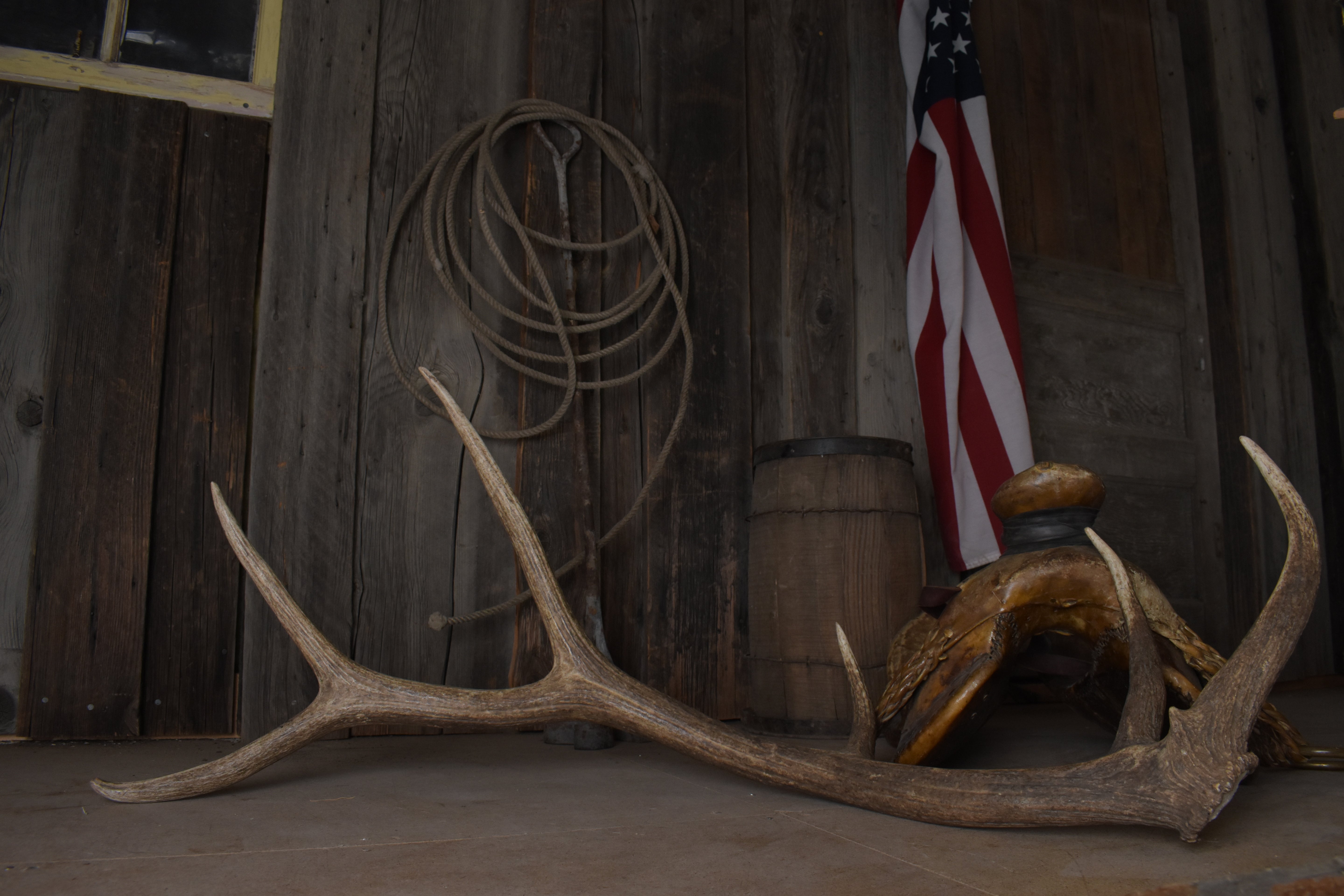 Elk Antler | Large Size | 170