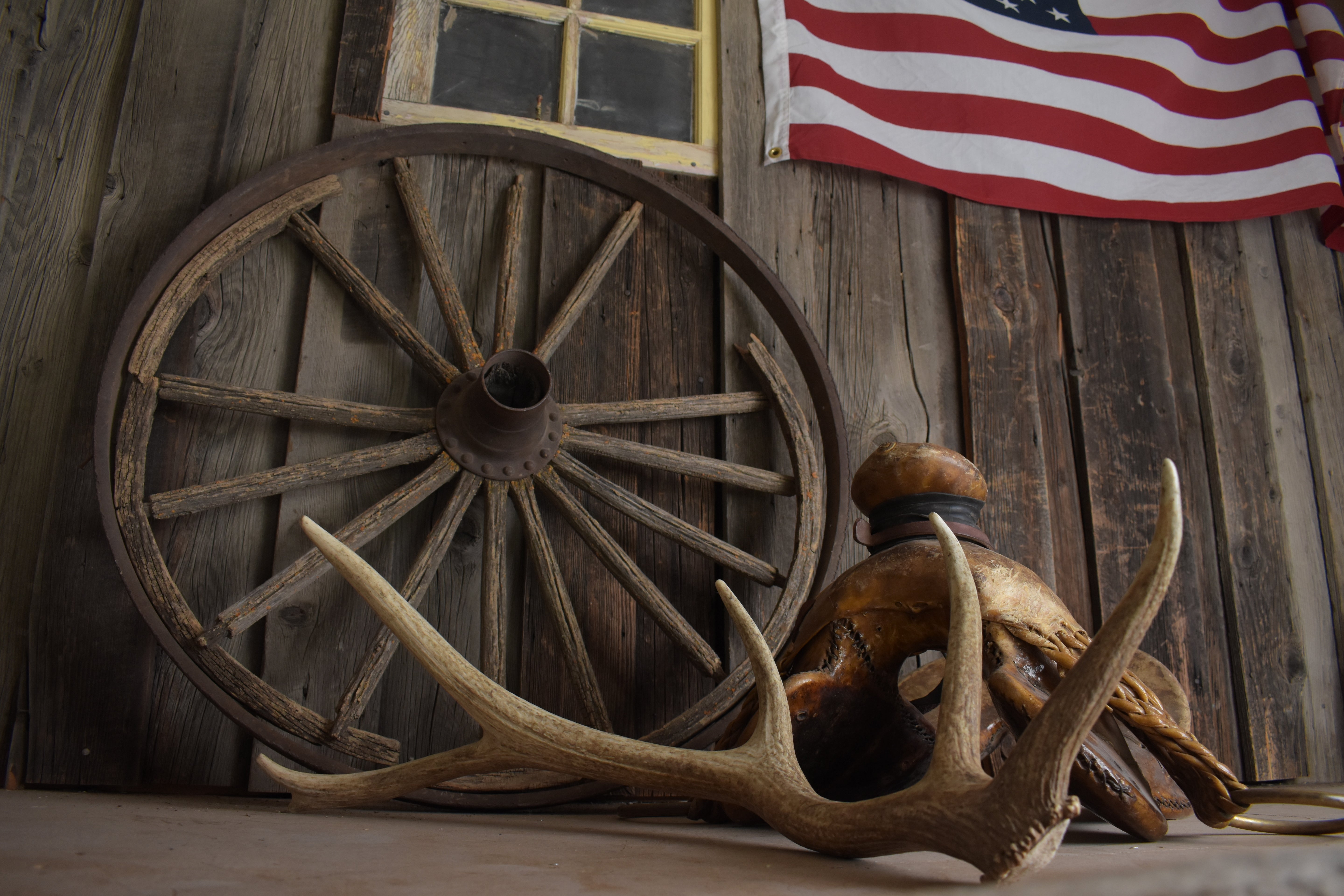Elk Antler | Small Size | 158