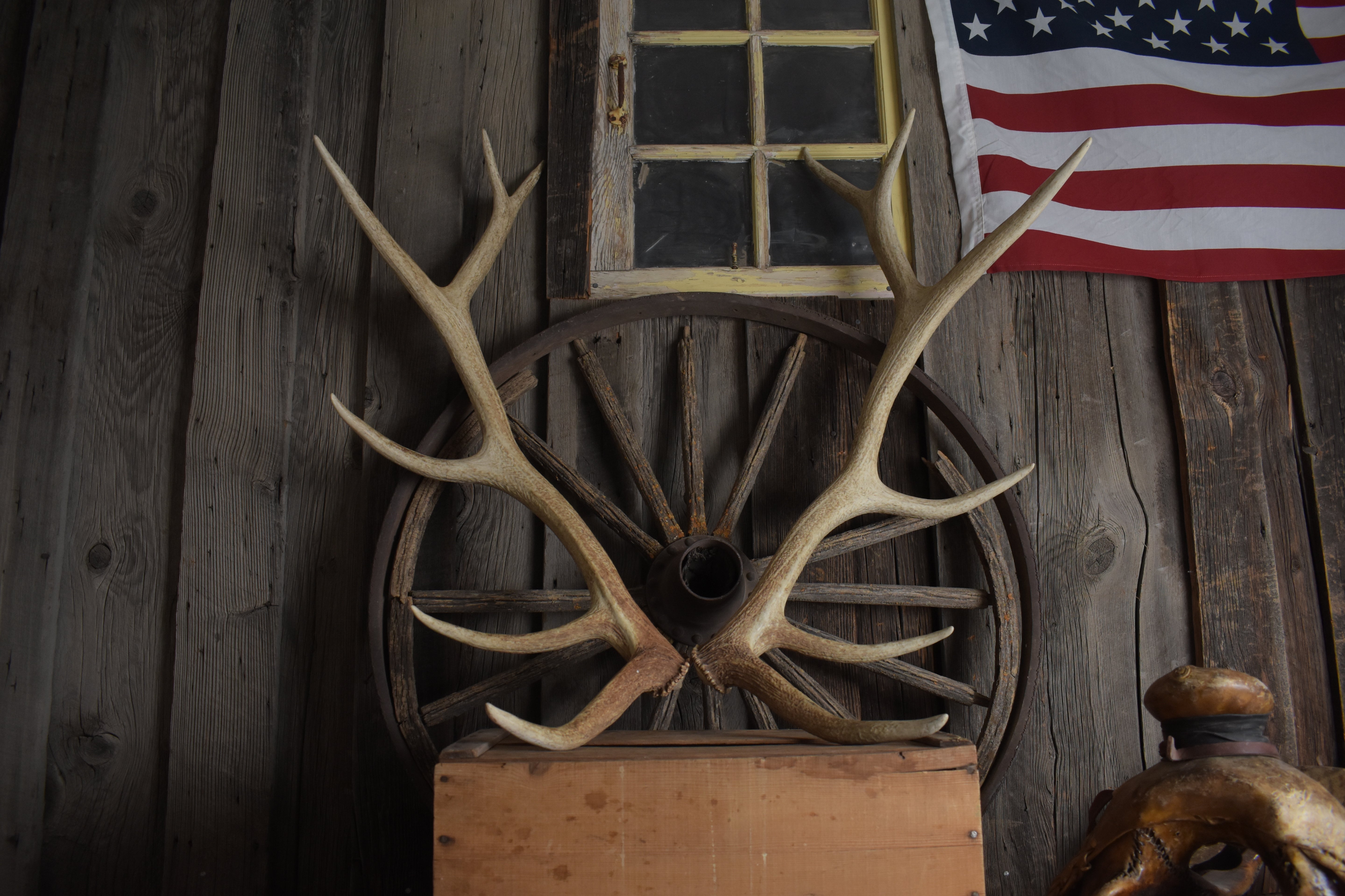 Elk Antler Set | Medium | 154