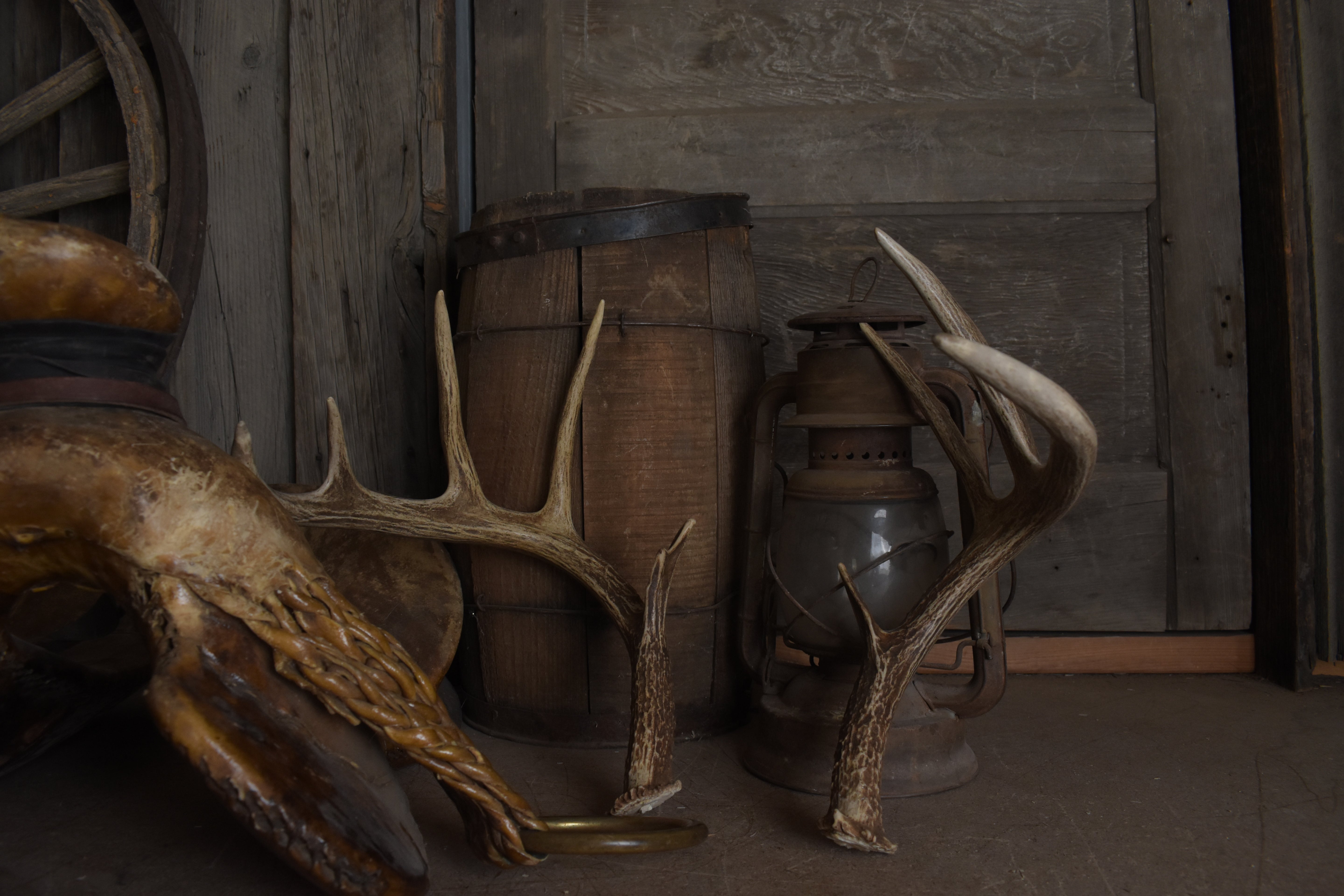 Whitetail Deer Antler Set | Large | 6