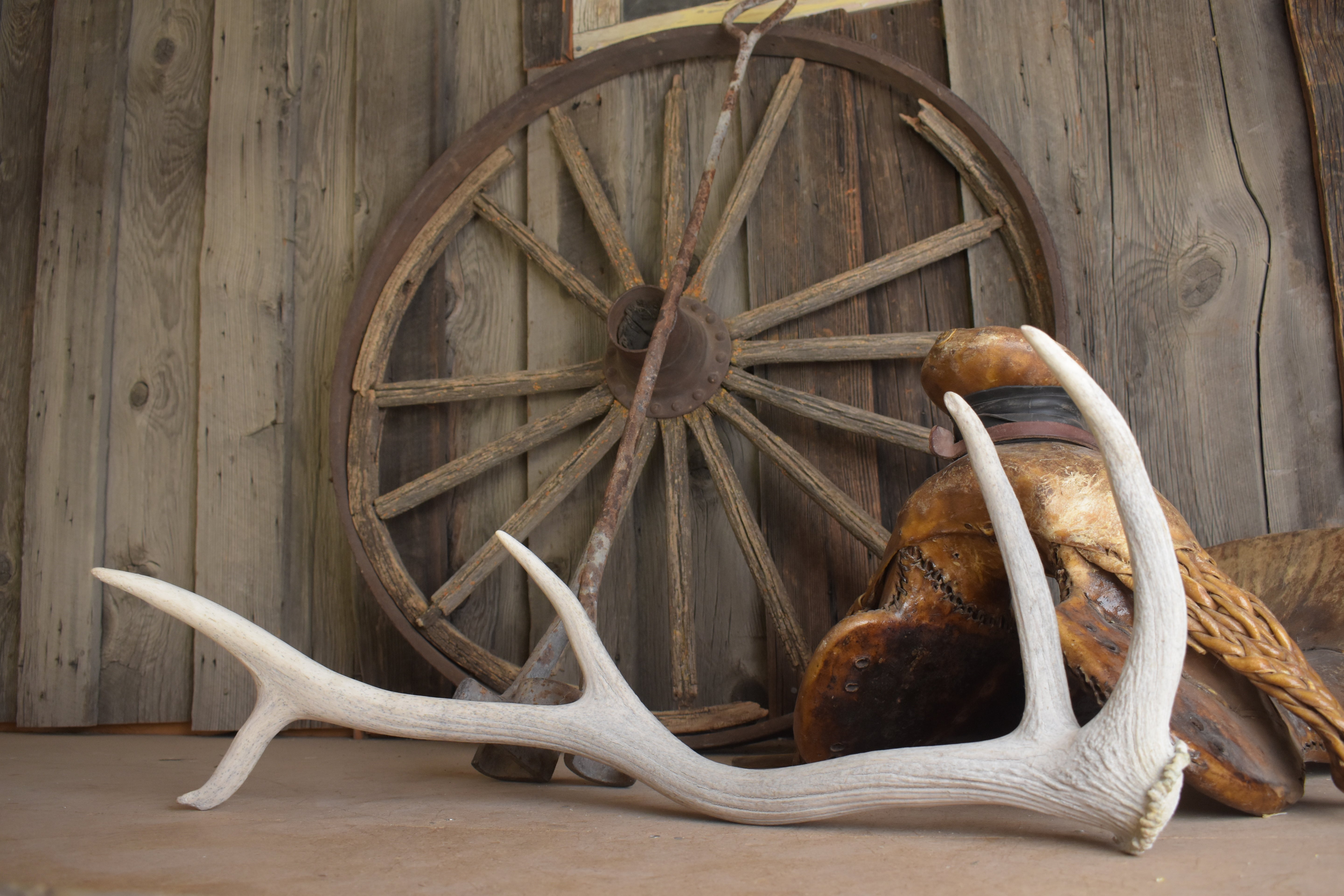 Elk Antler | Small Size | 132