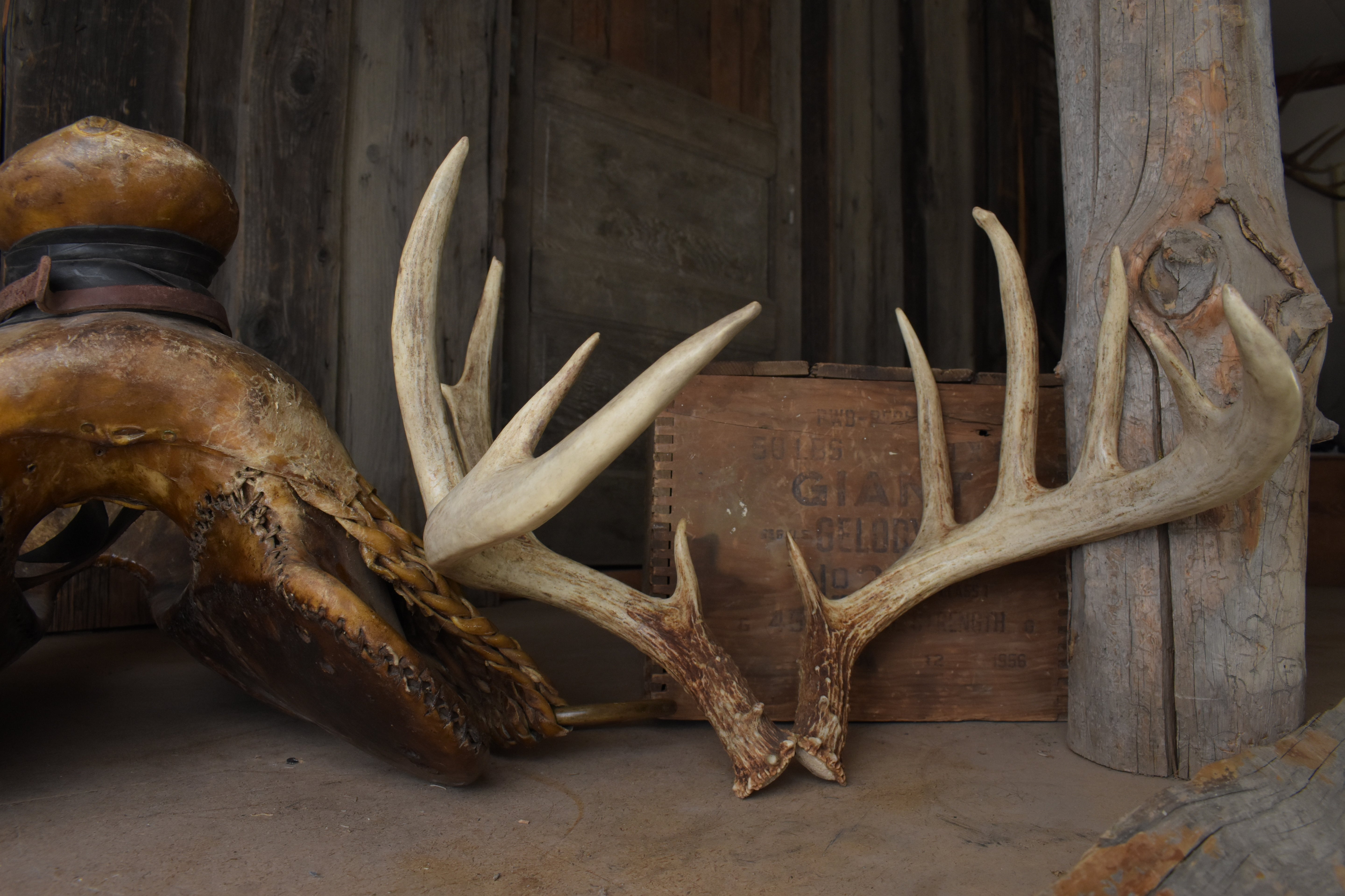 Whitetail Deer Antler Set | Large | 1