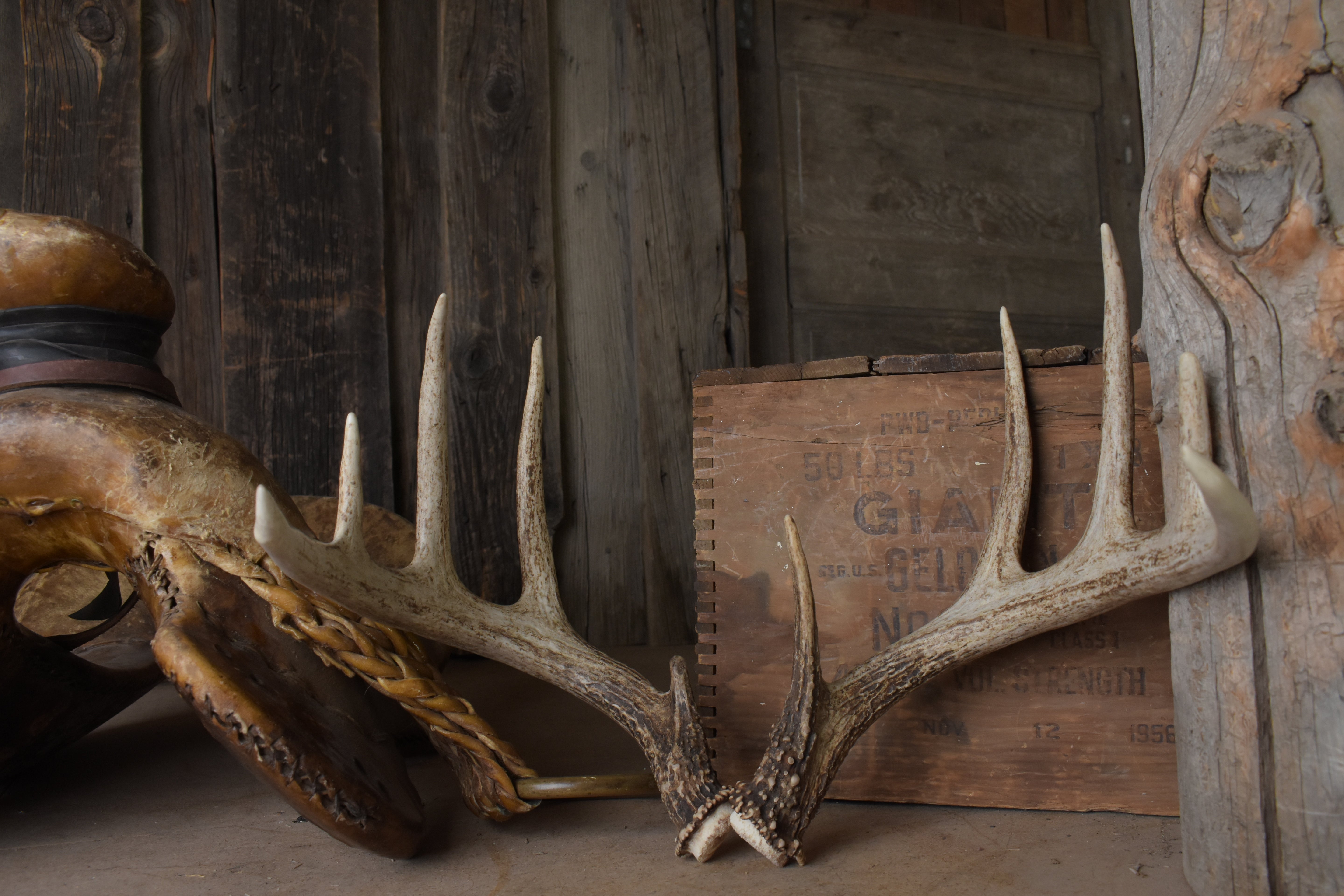 Whitetail Deer Antler Set | Medium | 2