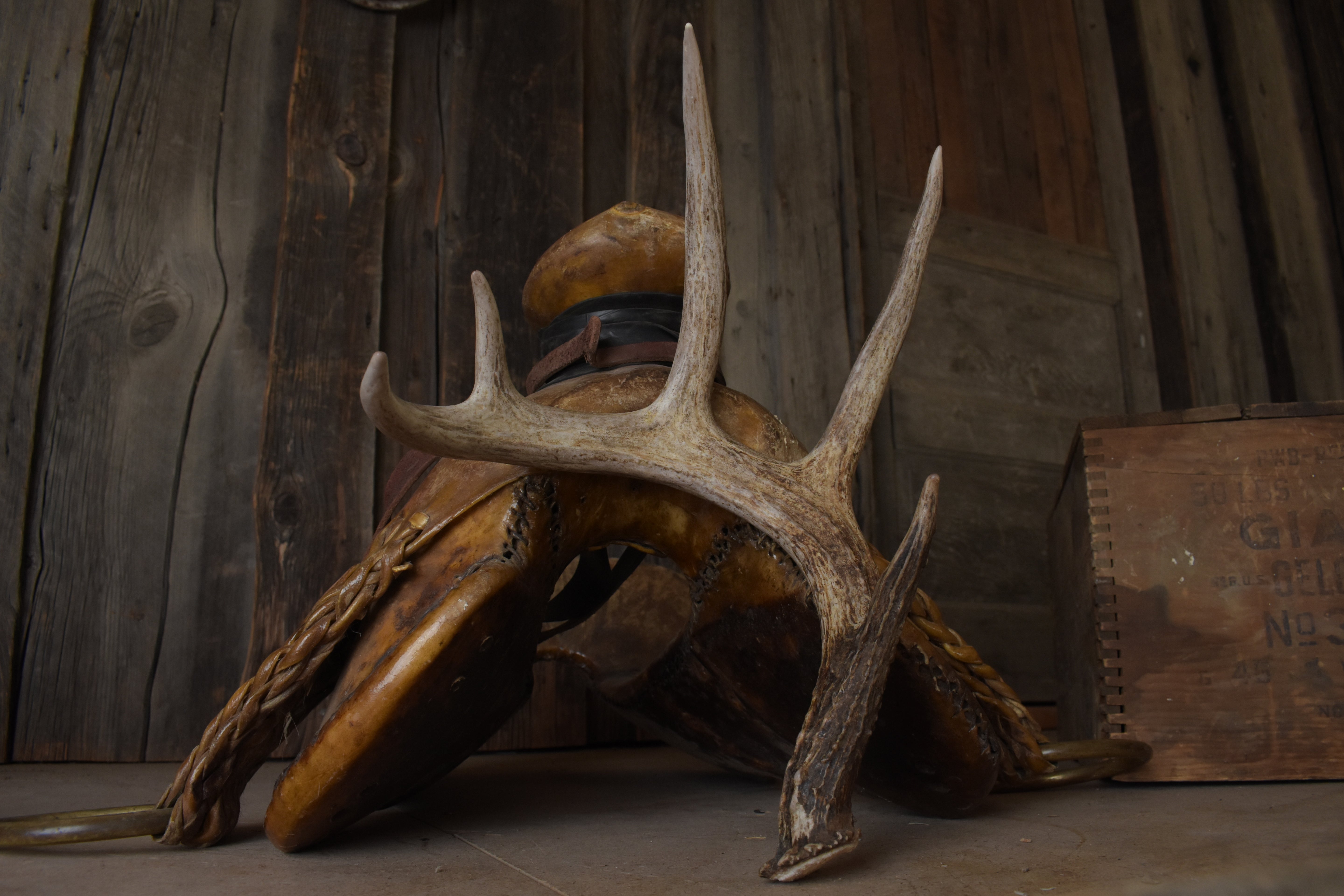 Whitetail Deer Antler | Medium Size | 5