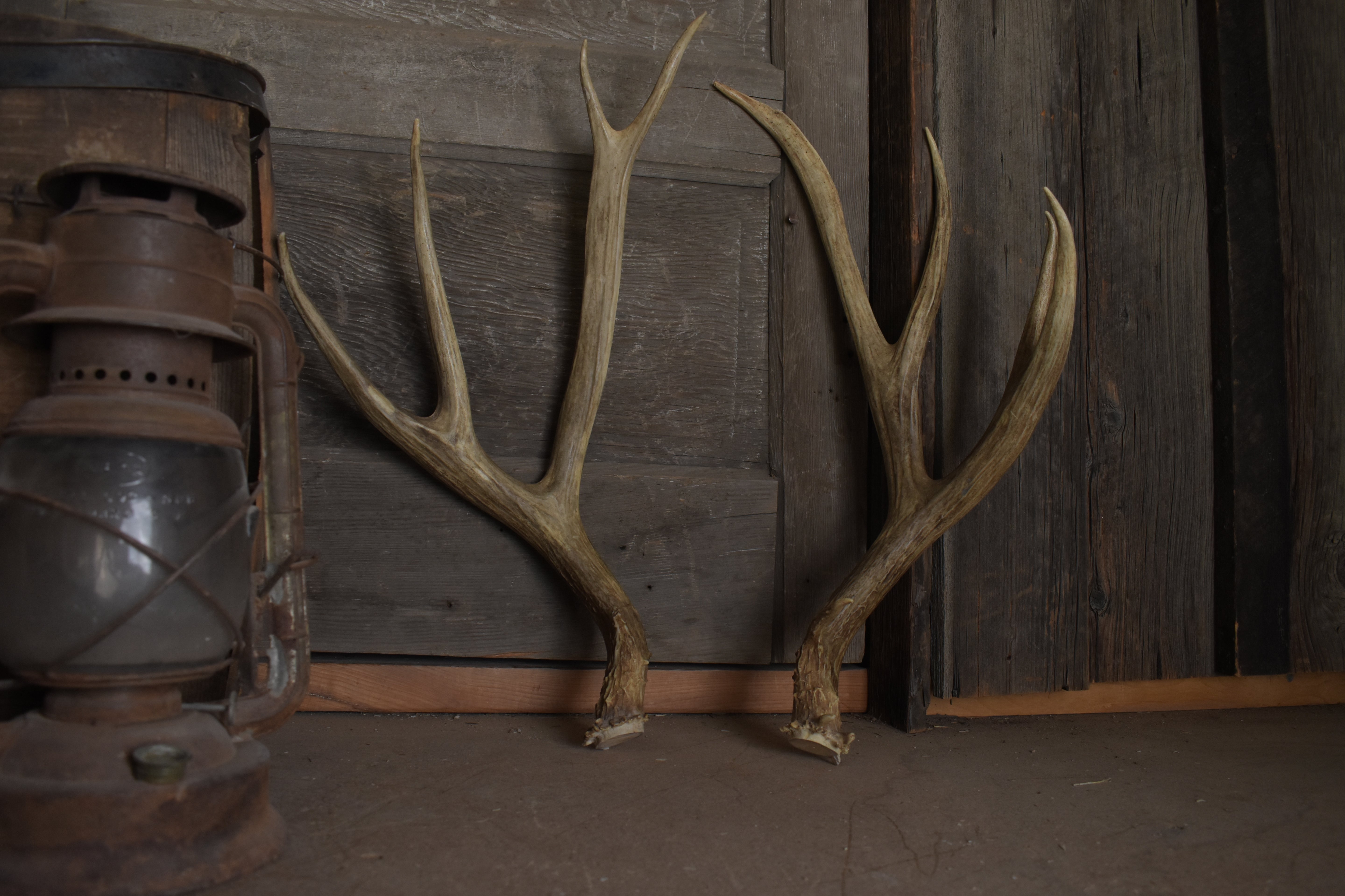 Mule Deer Antler Set | Large | 66