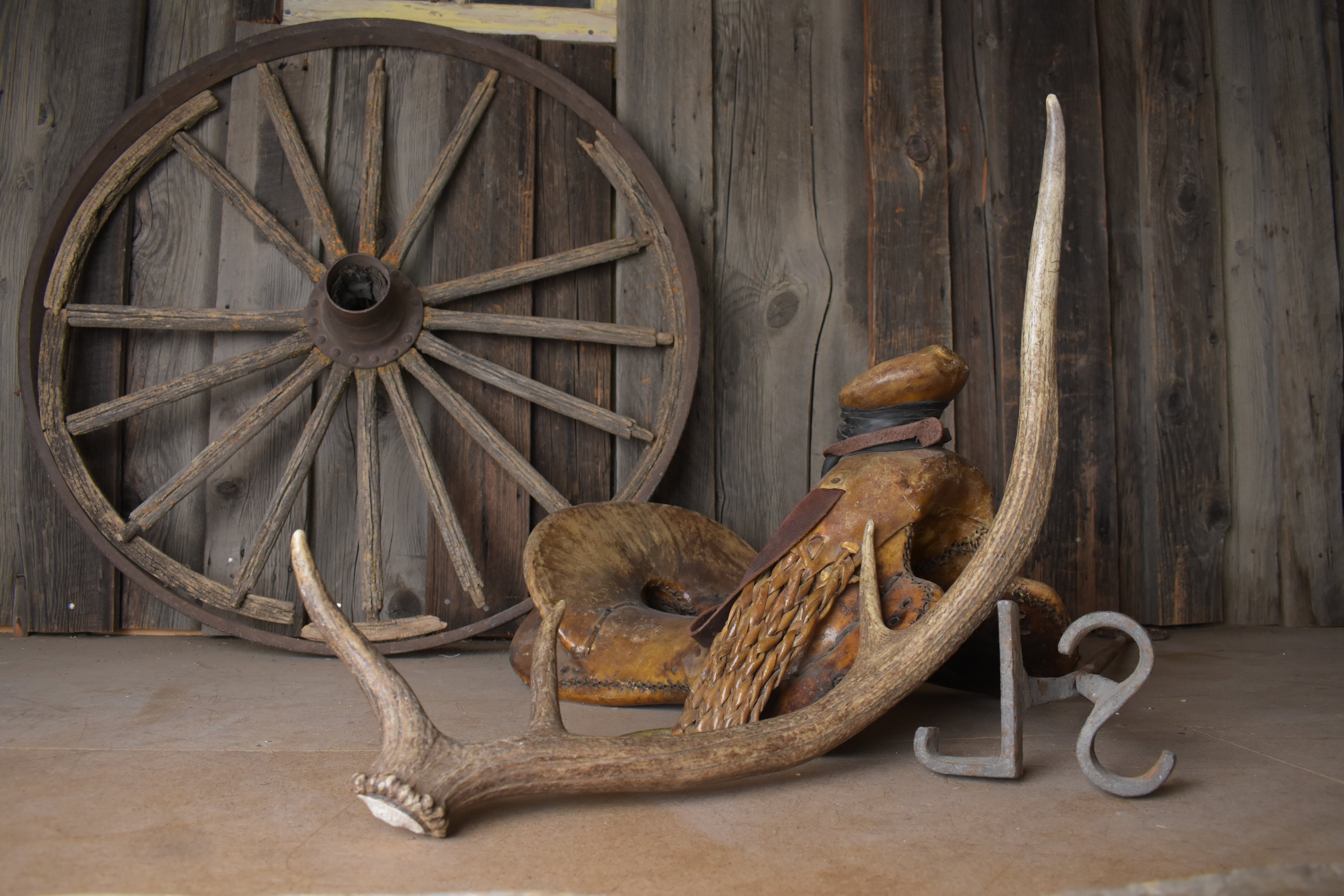 Elk Antler | Small Size | 134