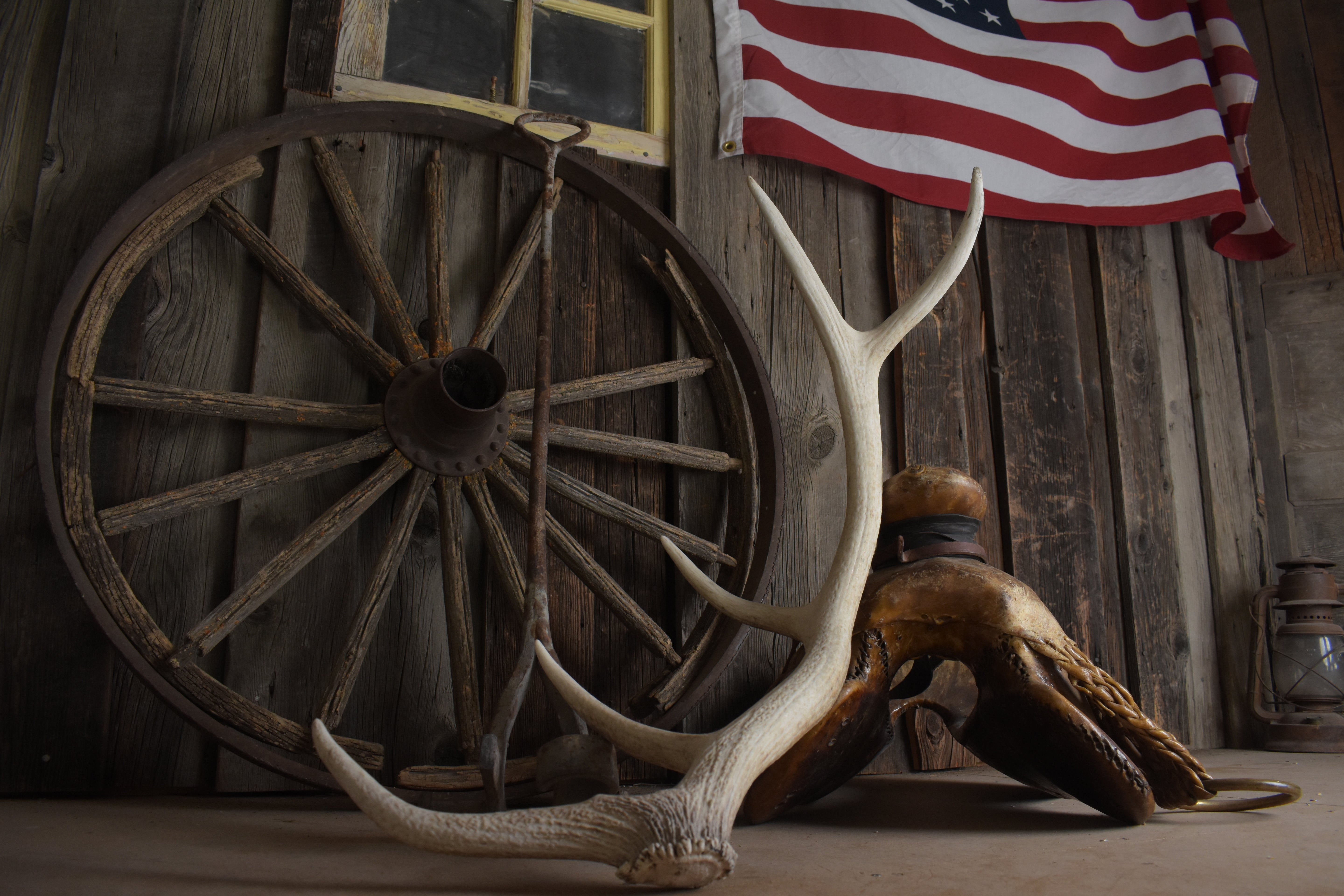 Elk Antler | Small Size | 123