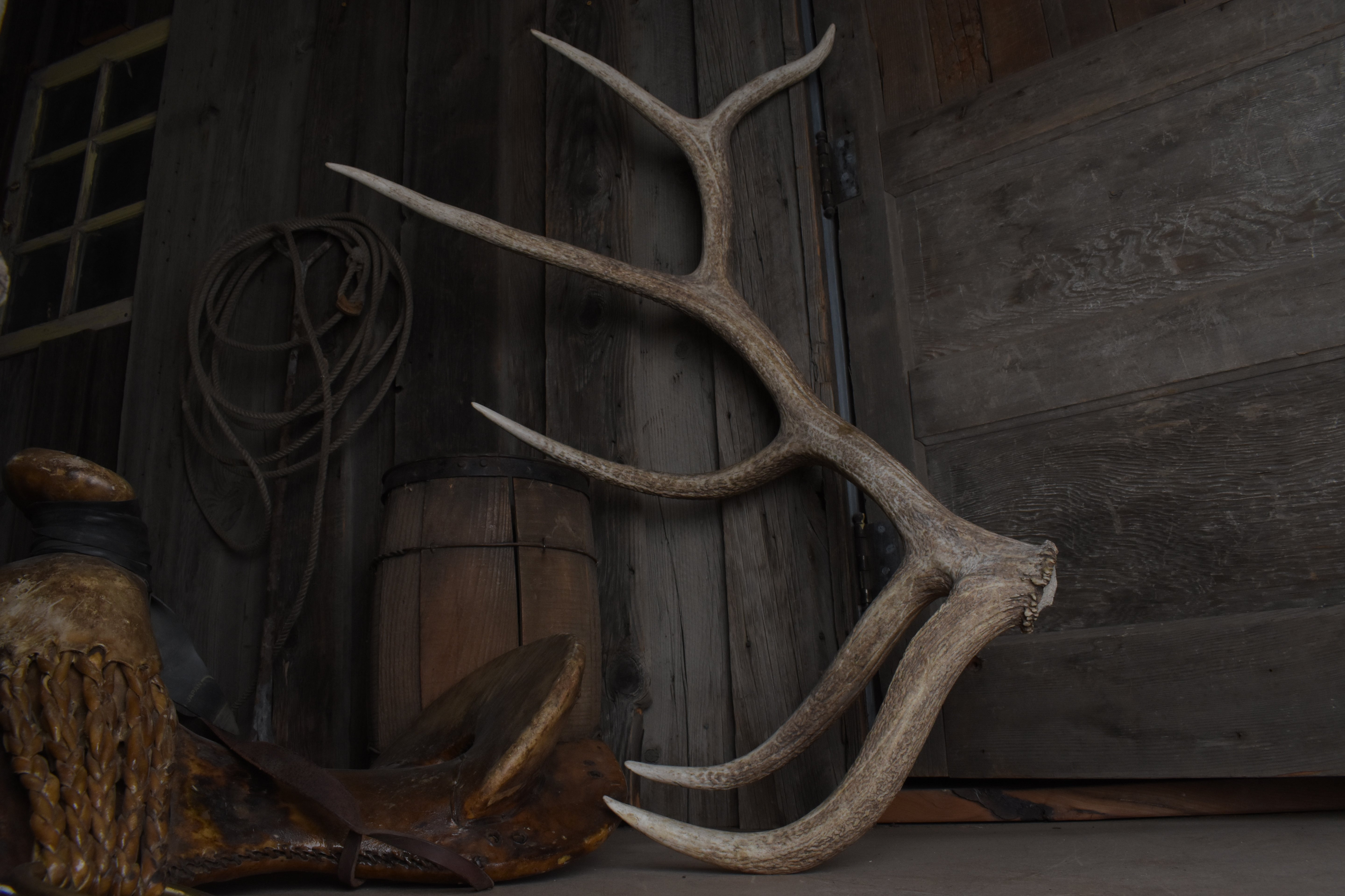 Elk Antler | Extra-Large Size | 174
