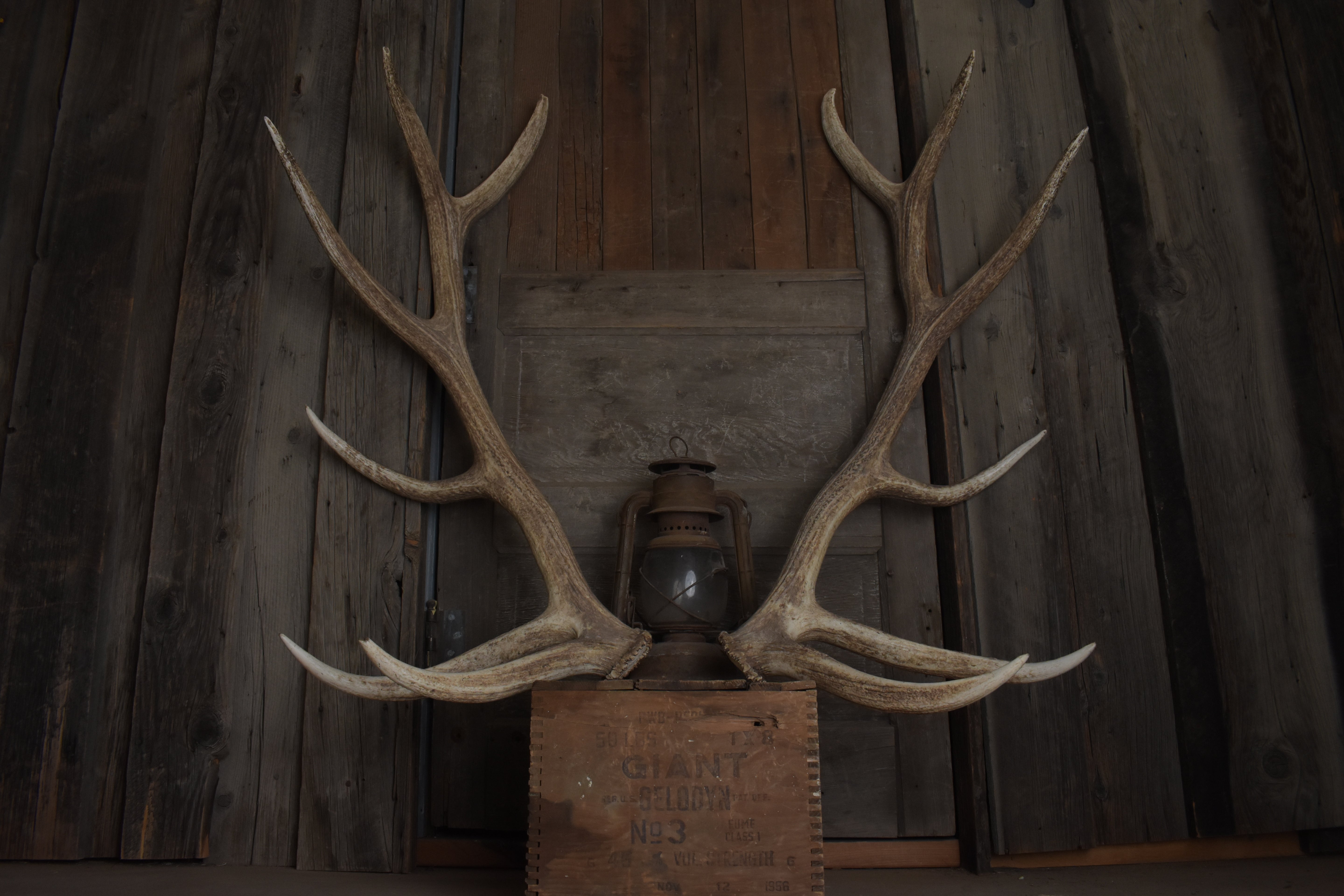 Elk Antler Set | Extra-Large | 166