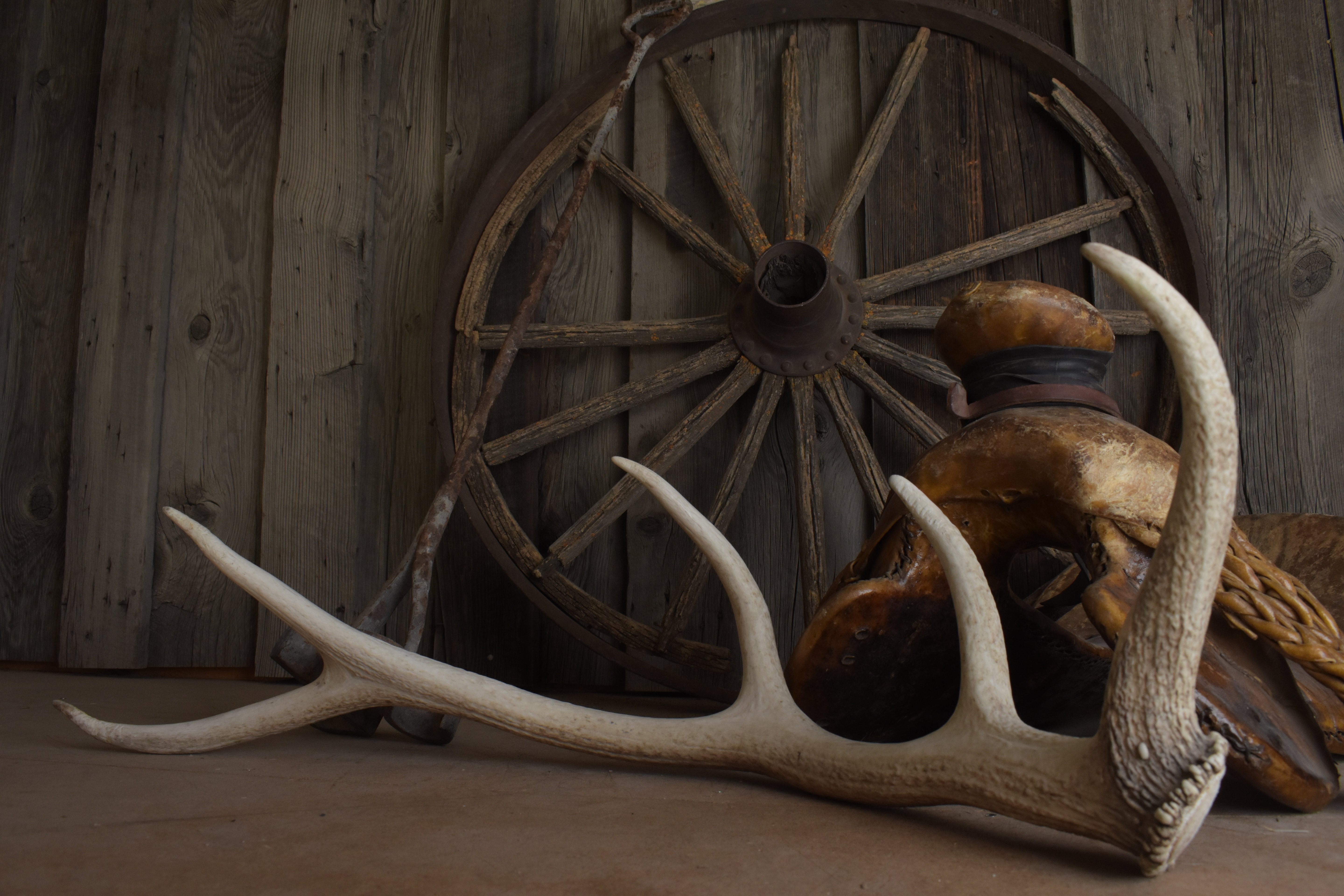 Elk Antler | Medium Size | 122