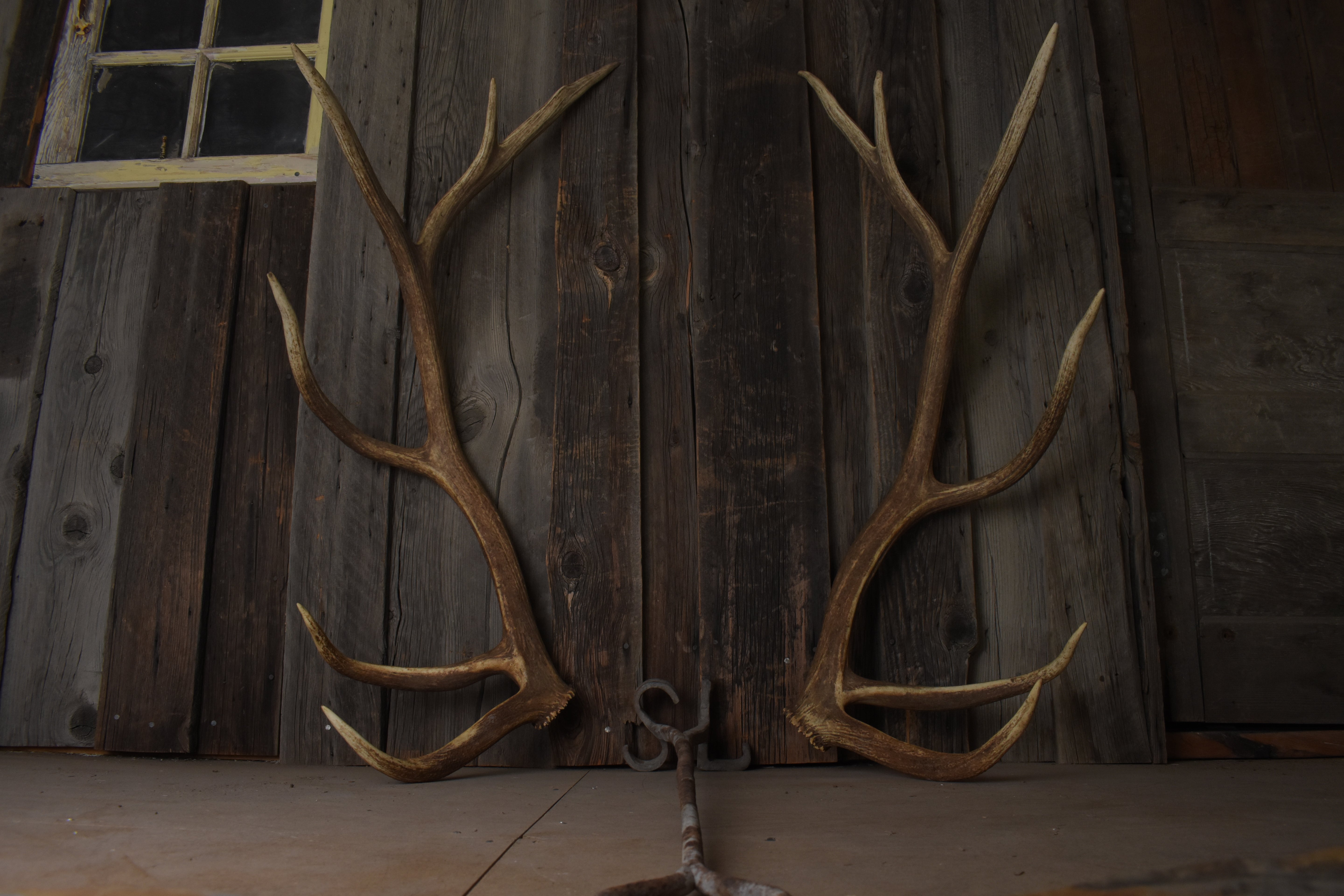Elk Antler Set | Extra-Large | 167