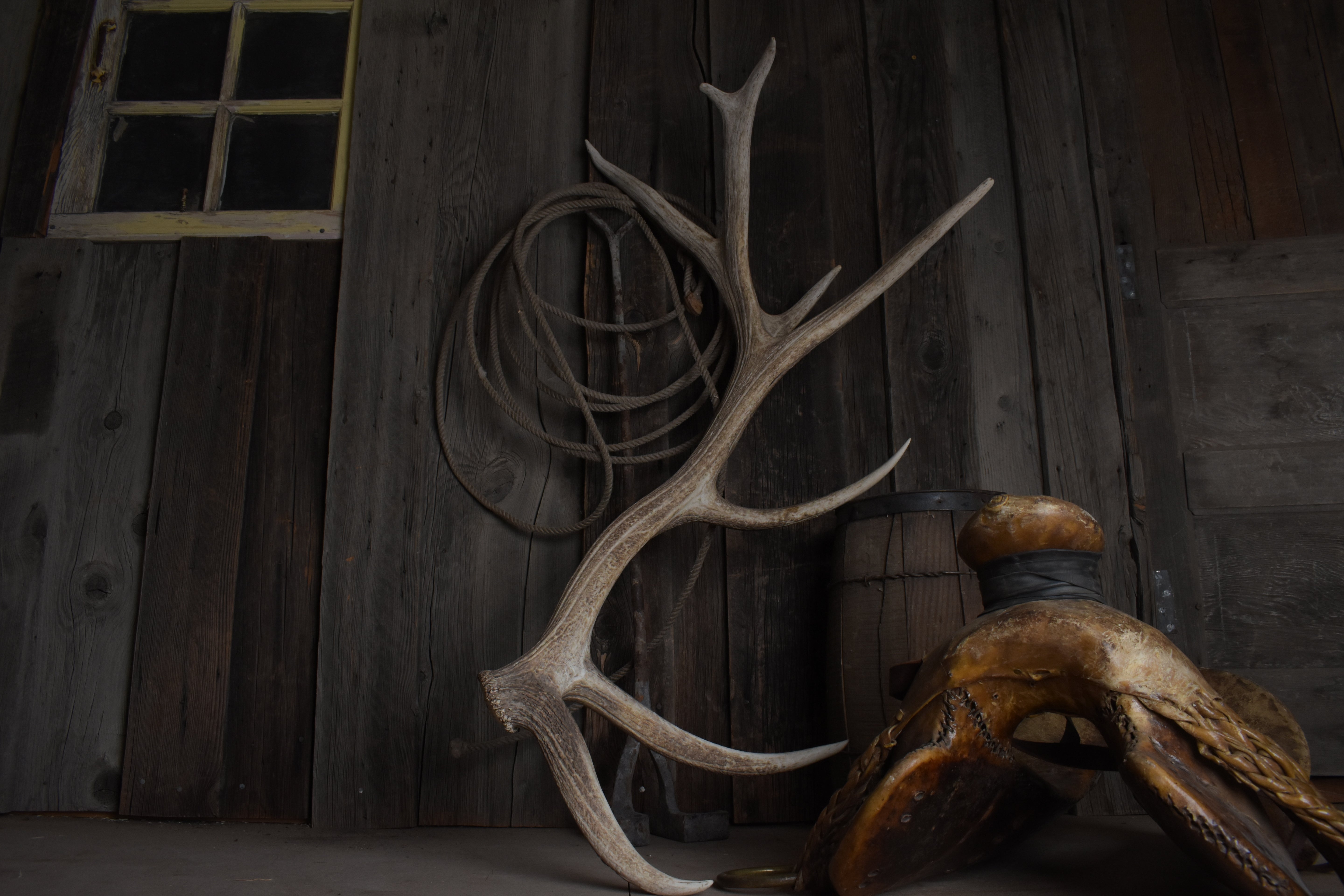 Elk Antler | Extra-Large Size | 176