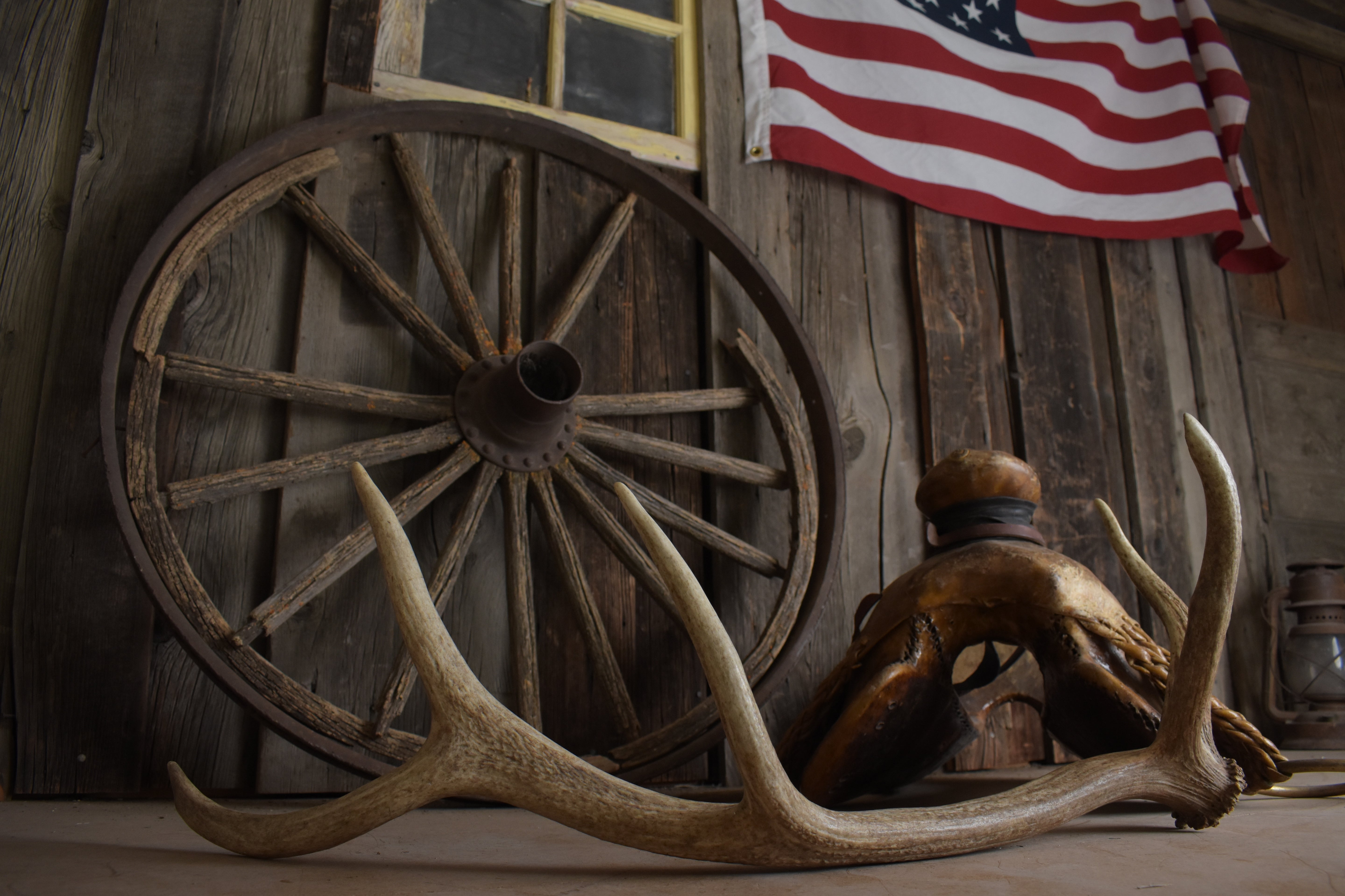 Elk Antler | Medium Size | 156