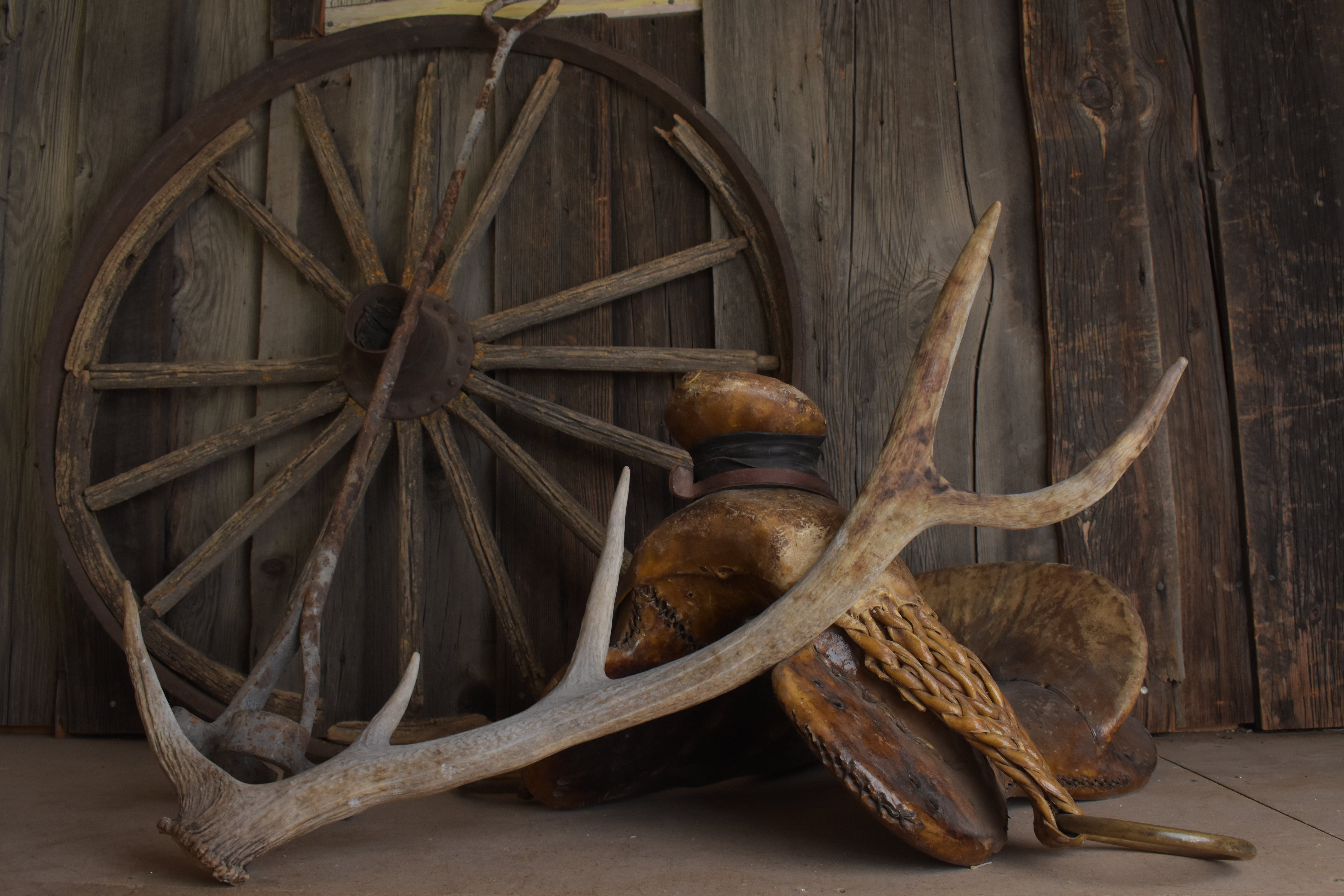 Elk Antler | Small Size | 152