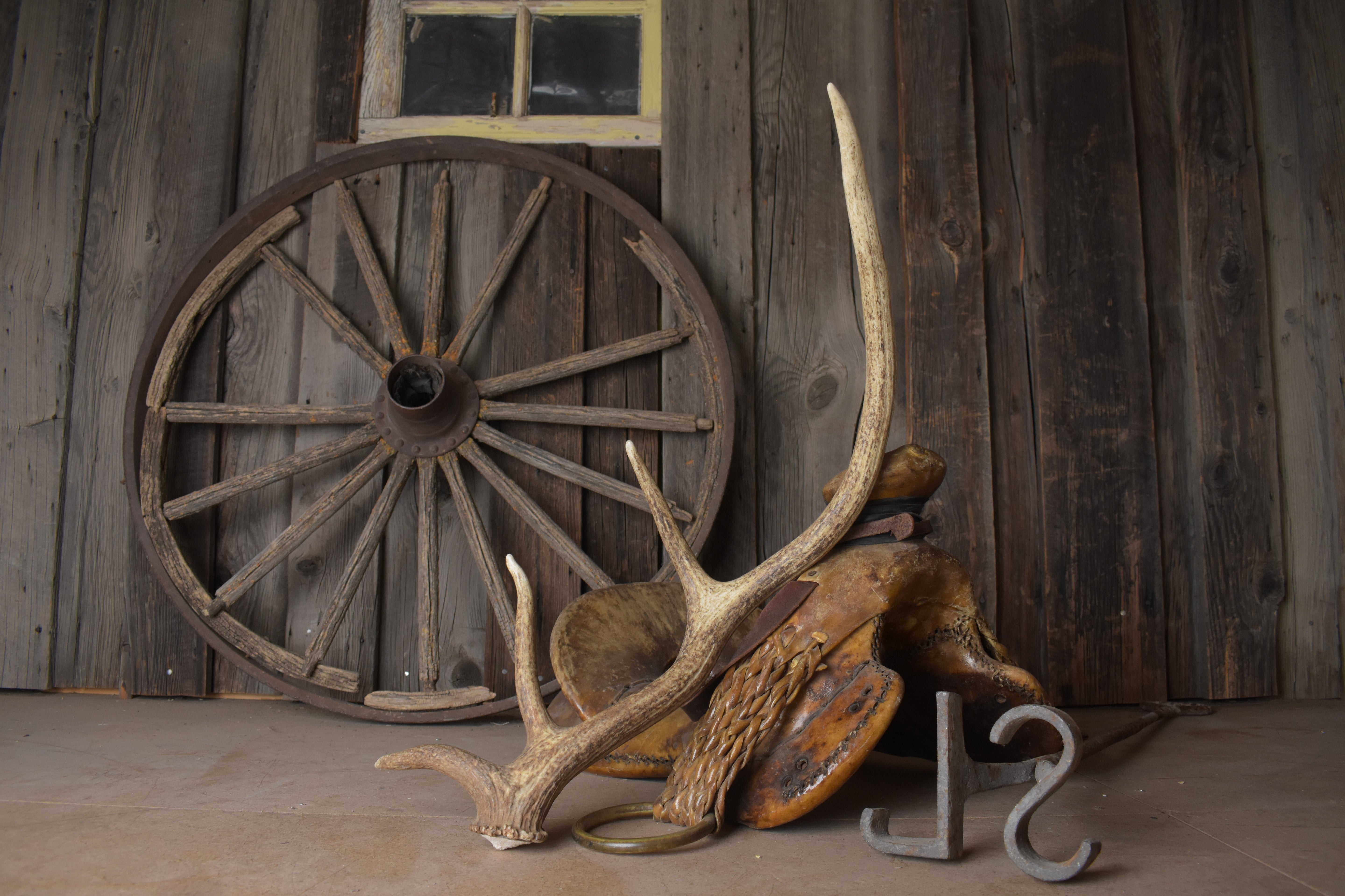 Elk Antler | Small Size | 137