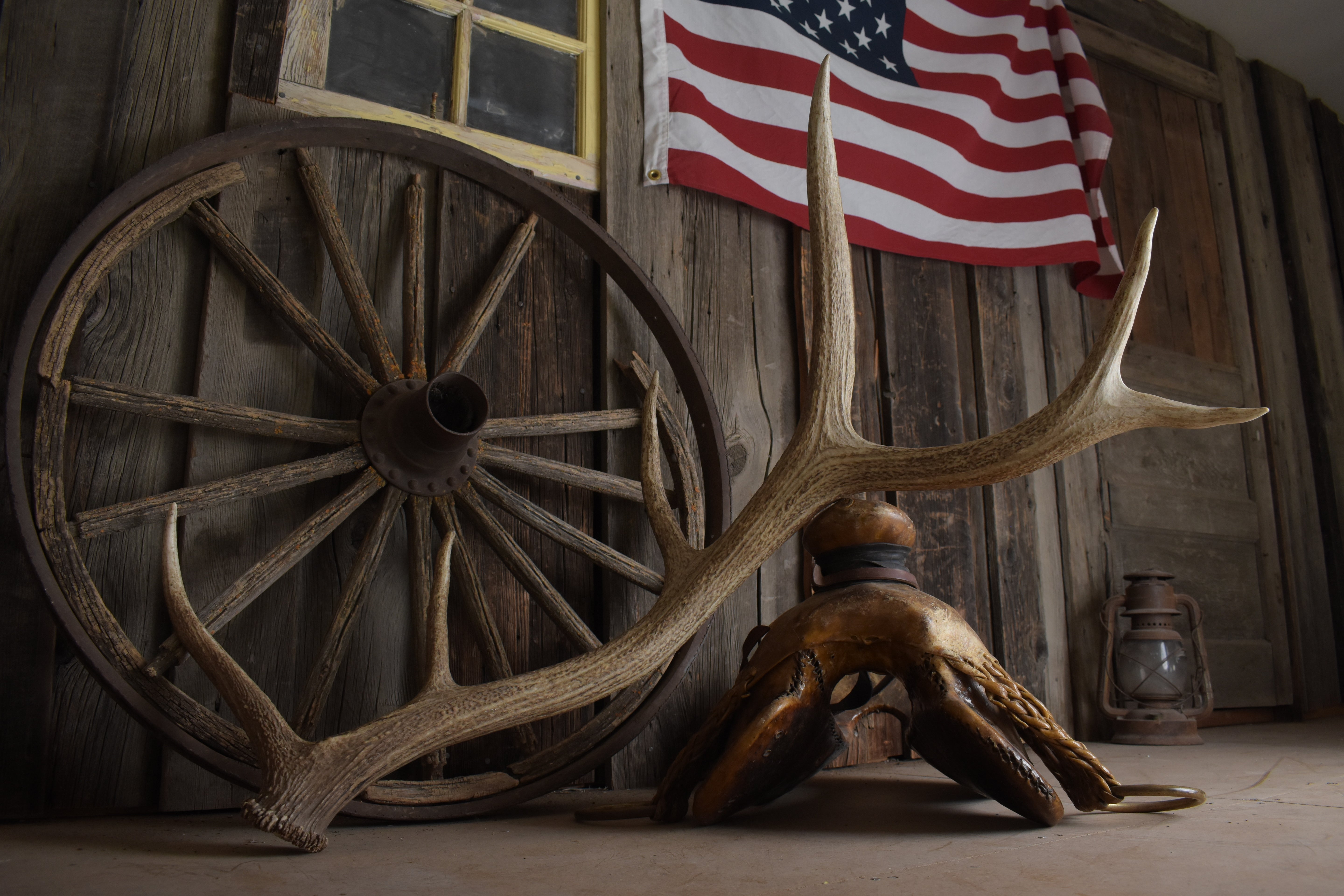 Elk Antler | Large Size | 161