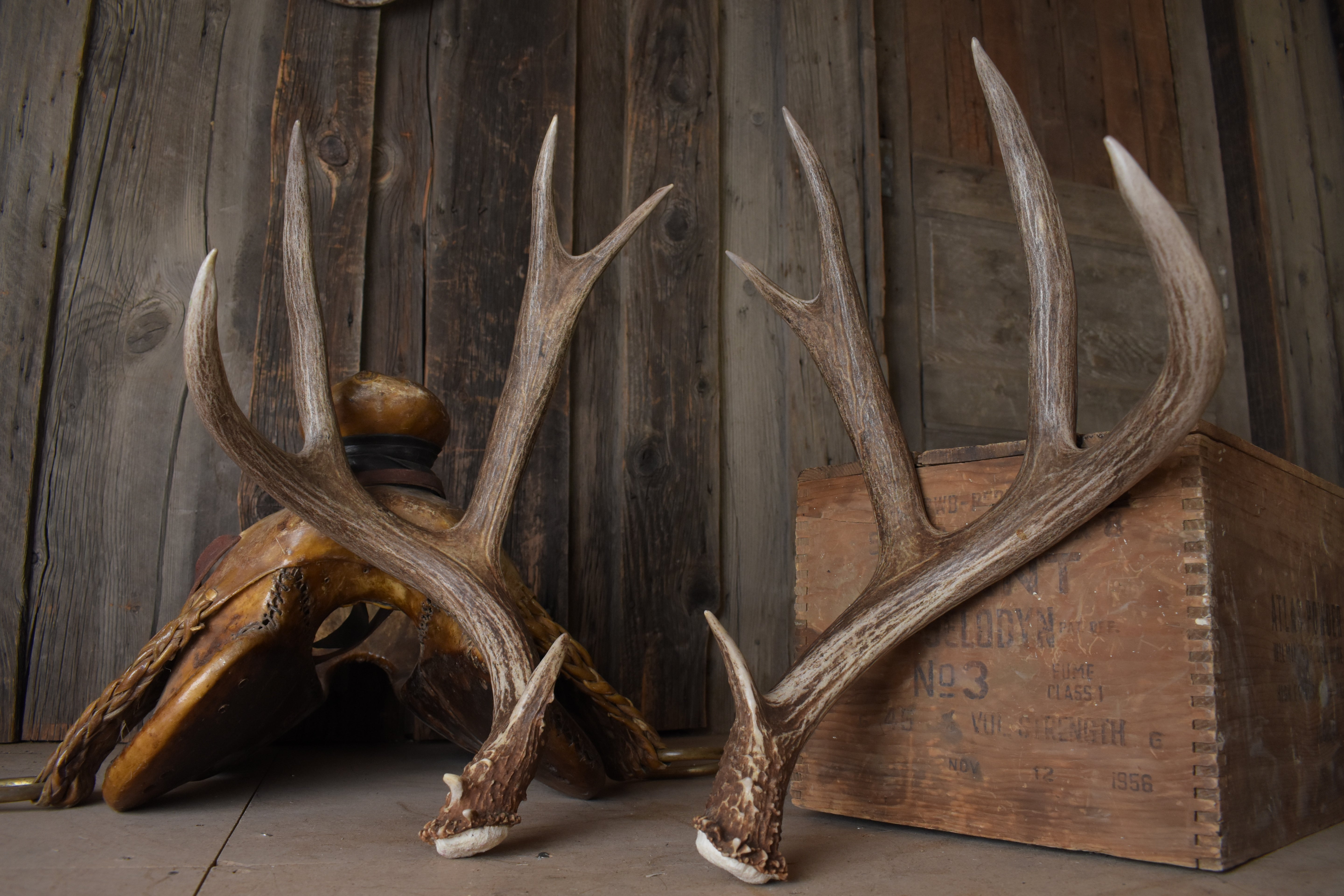 Mule Deer Antler Set | Extra-Large | 1