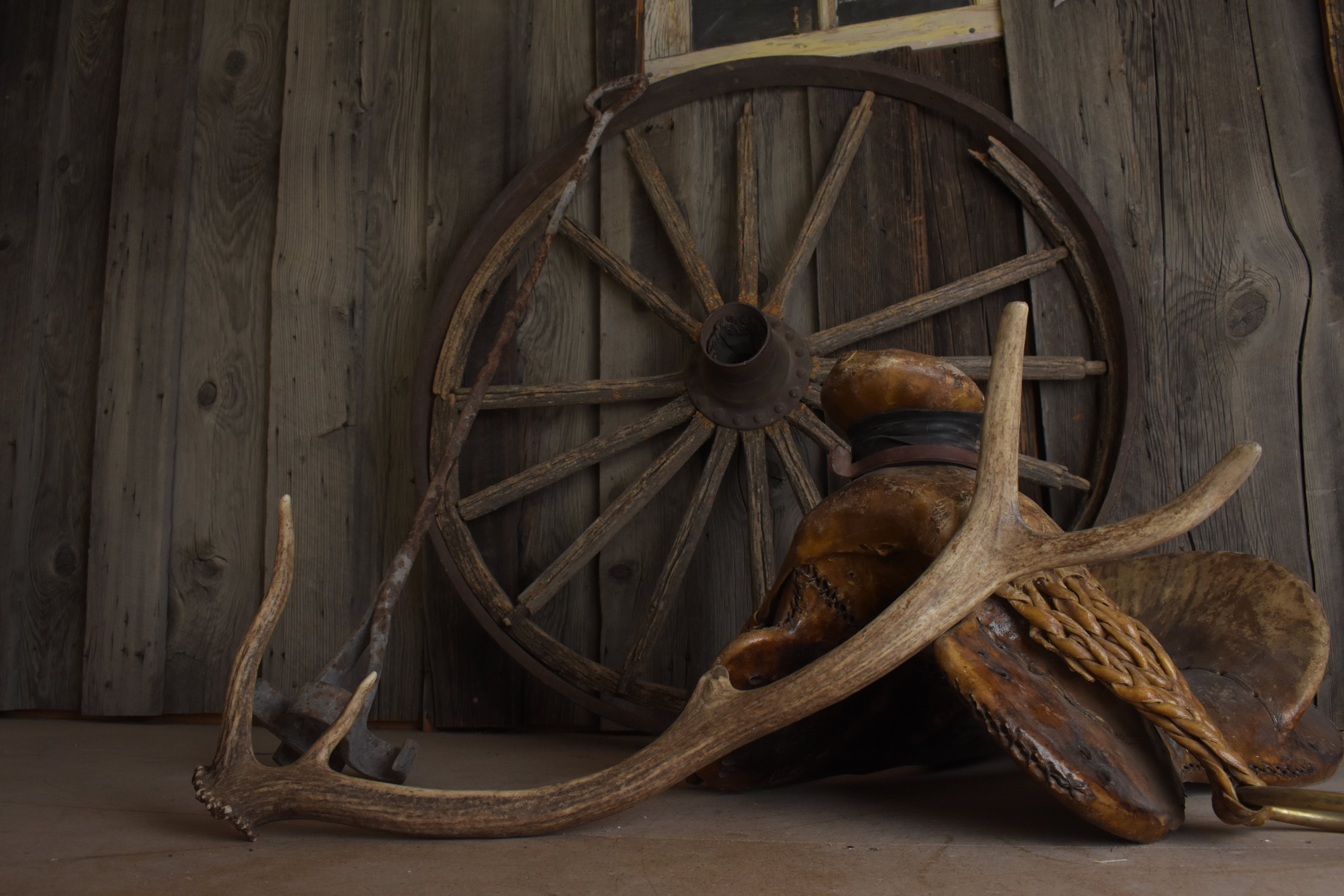 Elk Antler | Small Size | 150