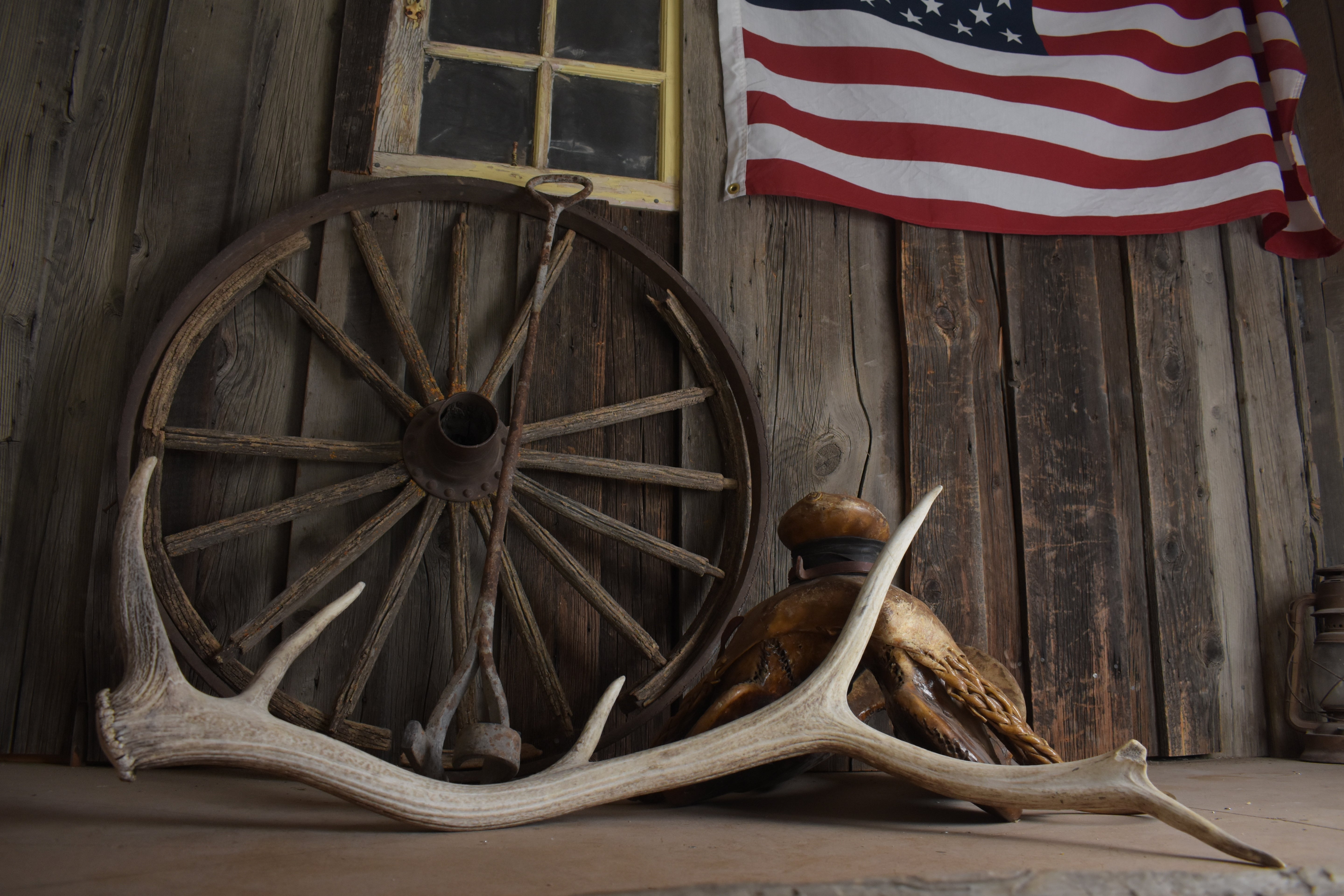 Elk Antler | Large Size | 124