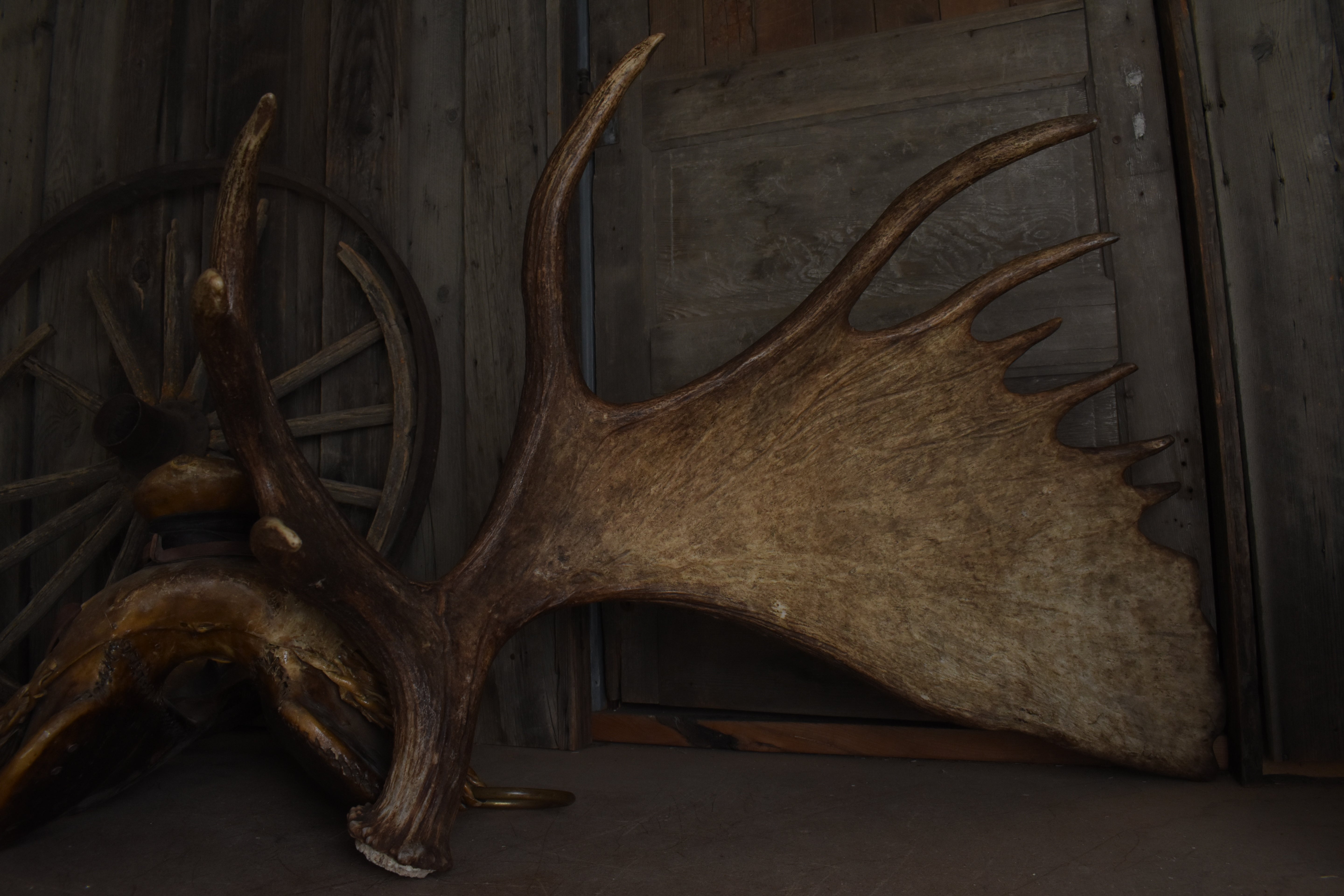 Moose Antler | Extra-Large | 13