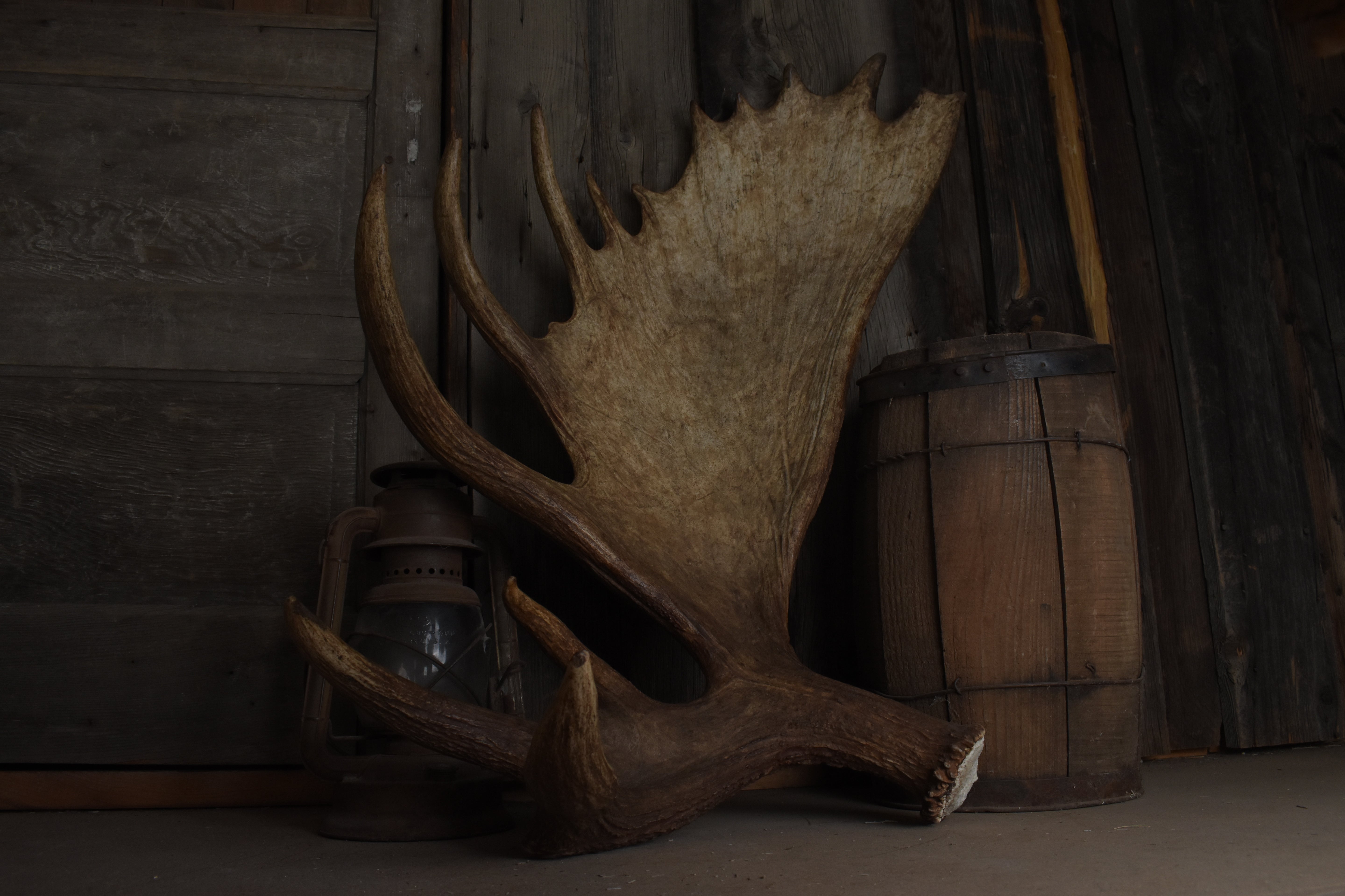 Moose Antler | Extra-Large | 14