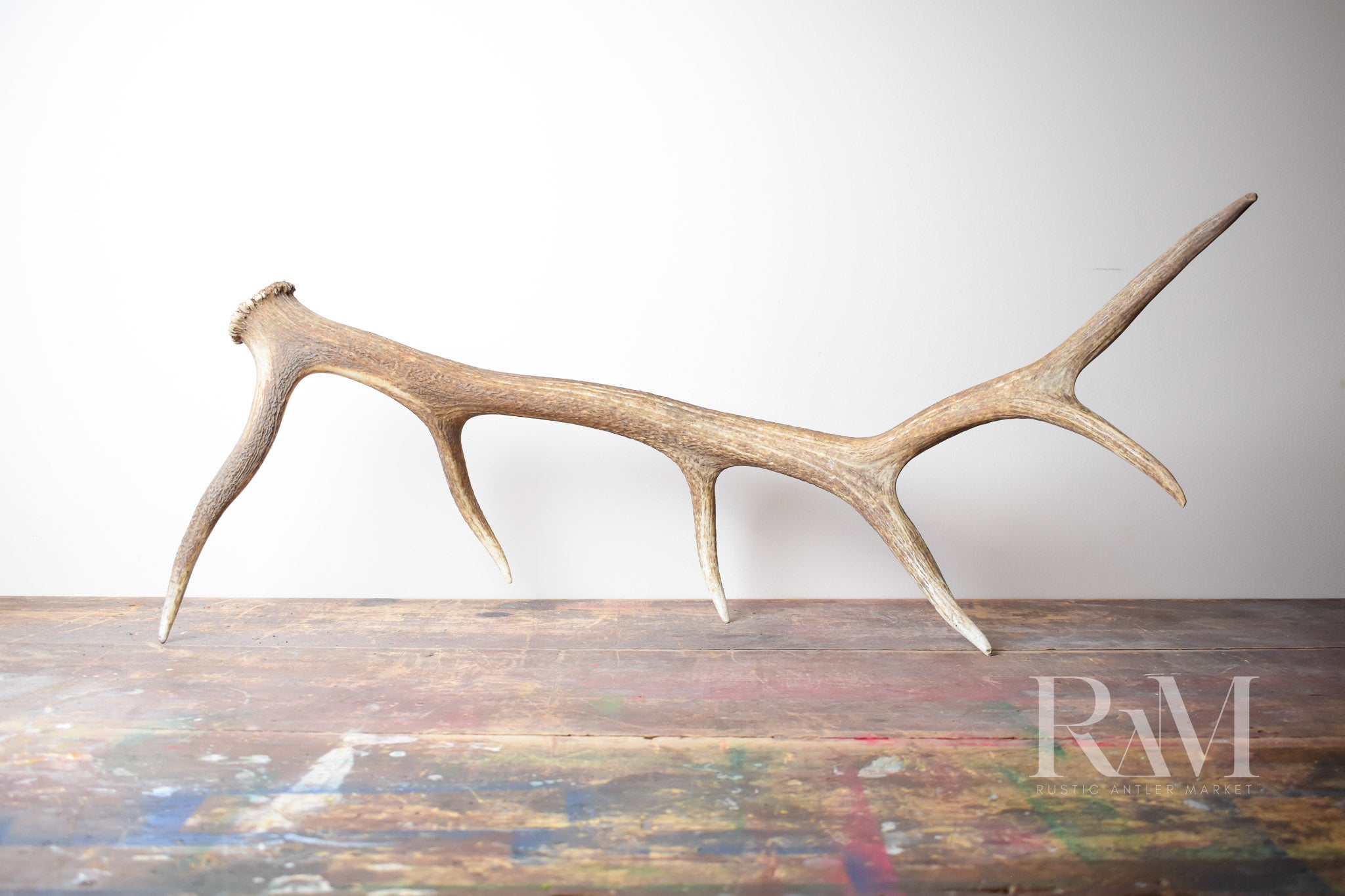 Elk Antler DF | 42