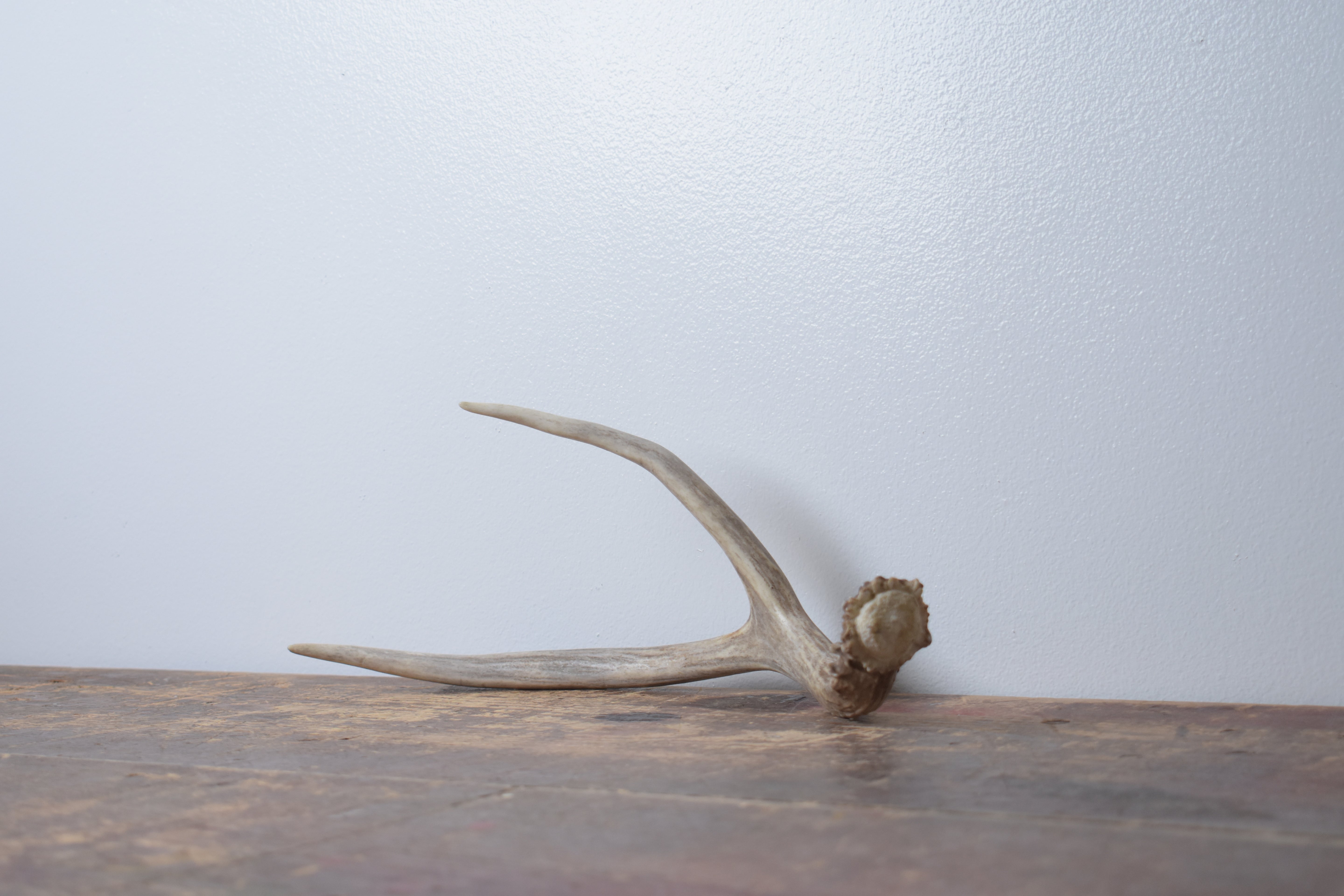 Mule Deer Antler | Medium Size | 37