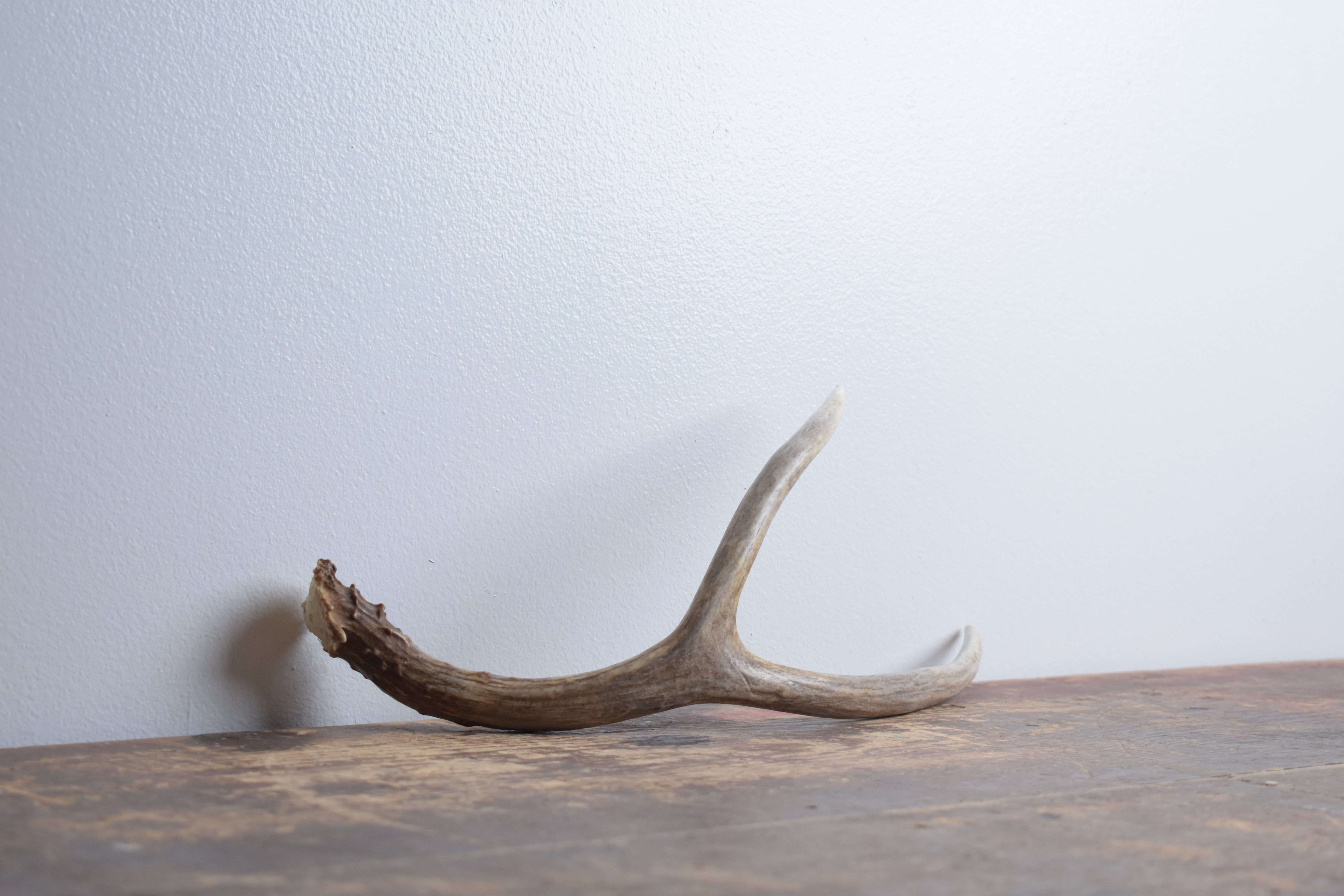 Mule Deer Antler | Medium Size | 37