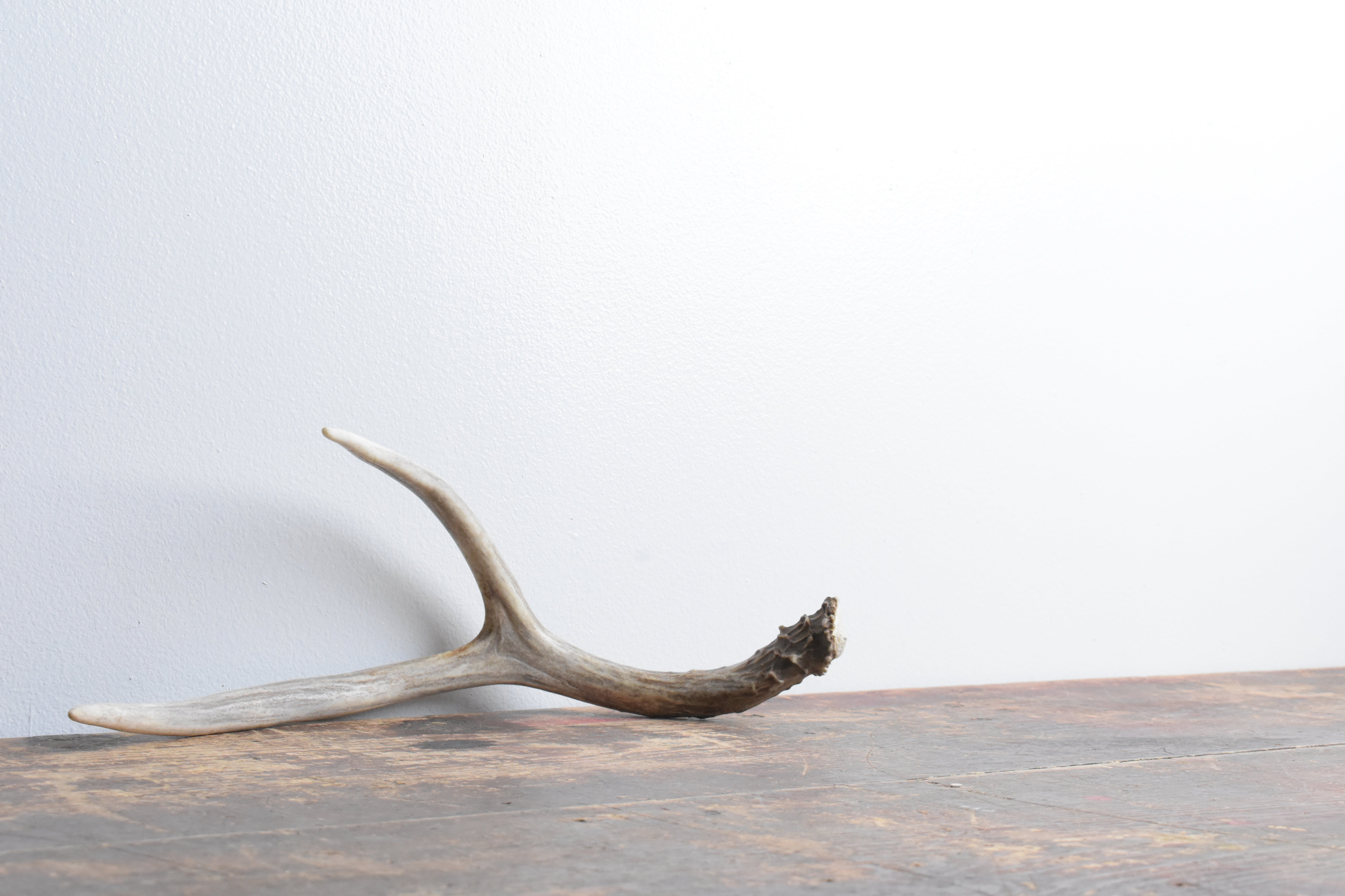 Mule Deer Antler | Medium Size | 37