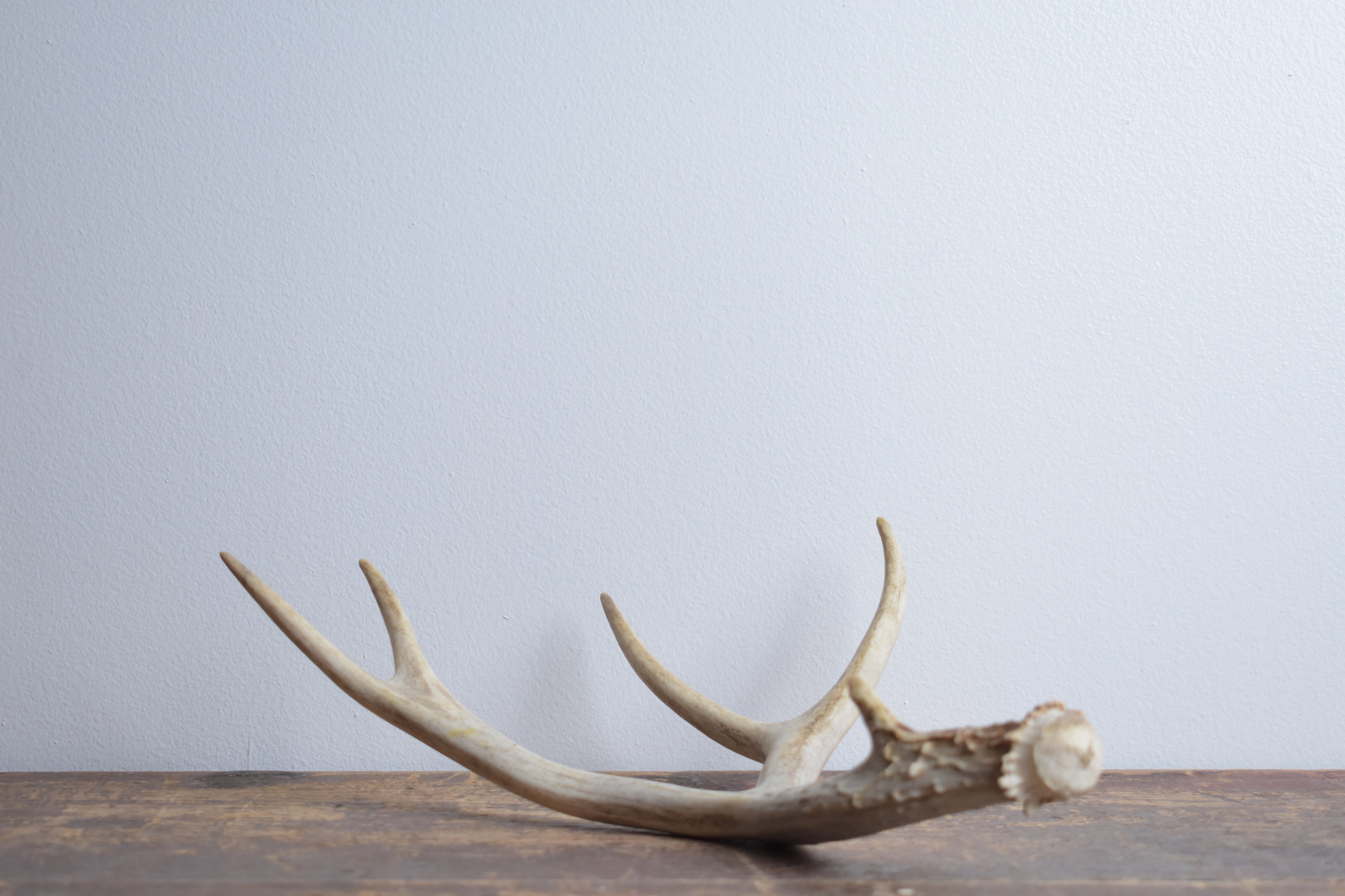Mule Deer Antler | Small Size | 44