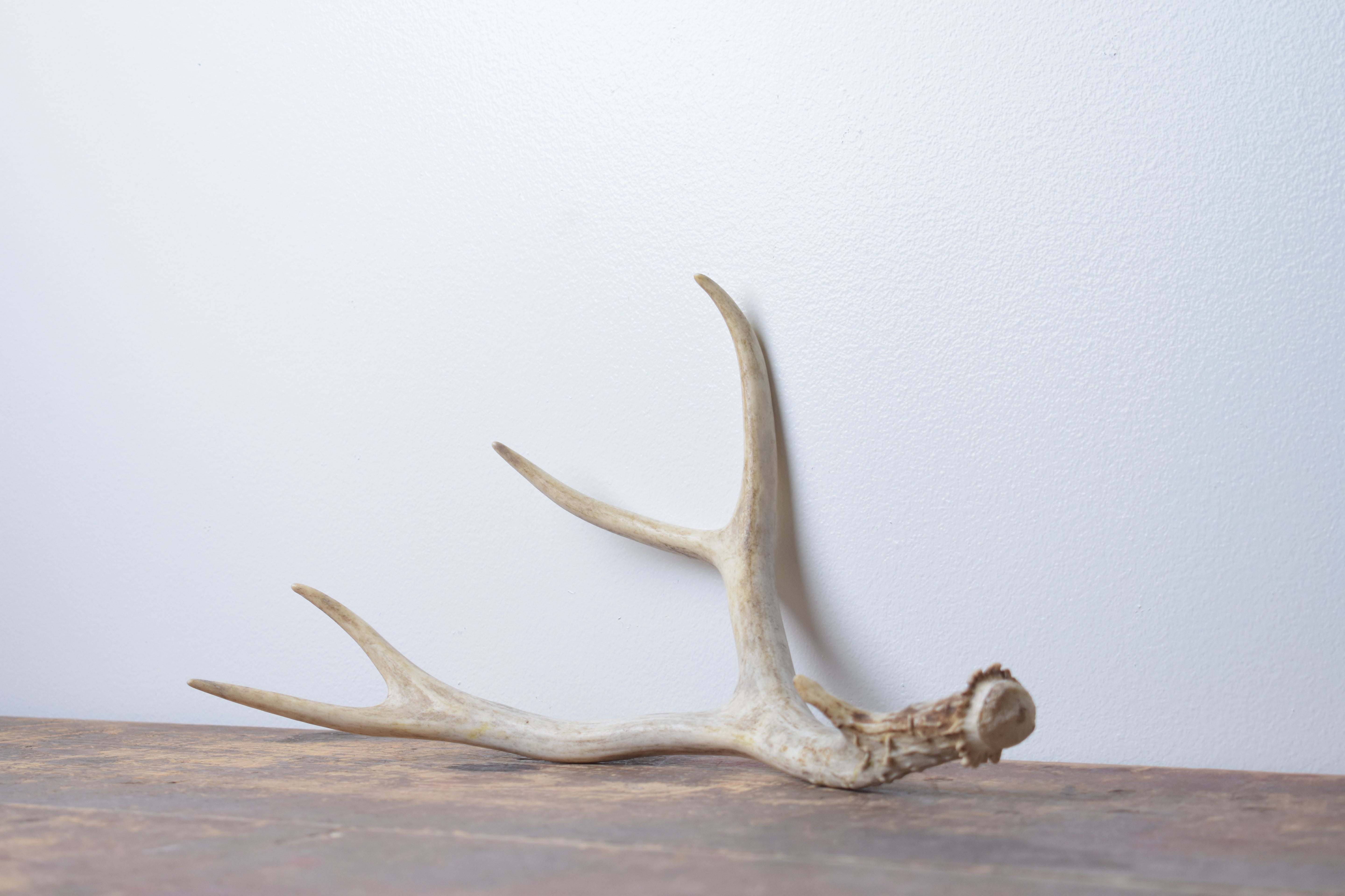 Mule Deer Antler | Small Size | 44