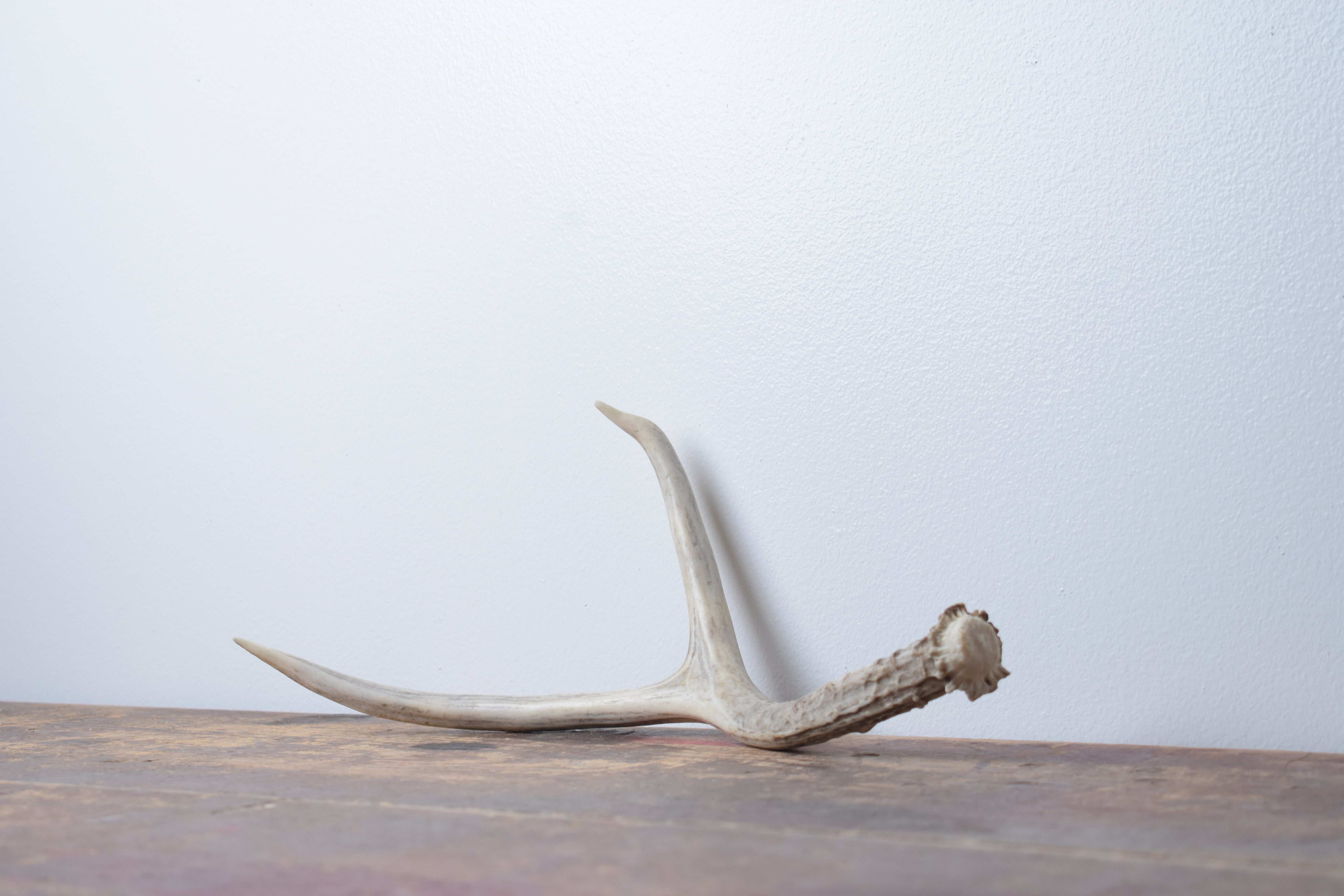 Mule Deer Antler | 47