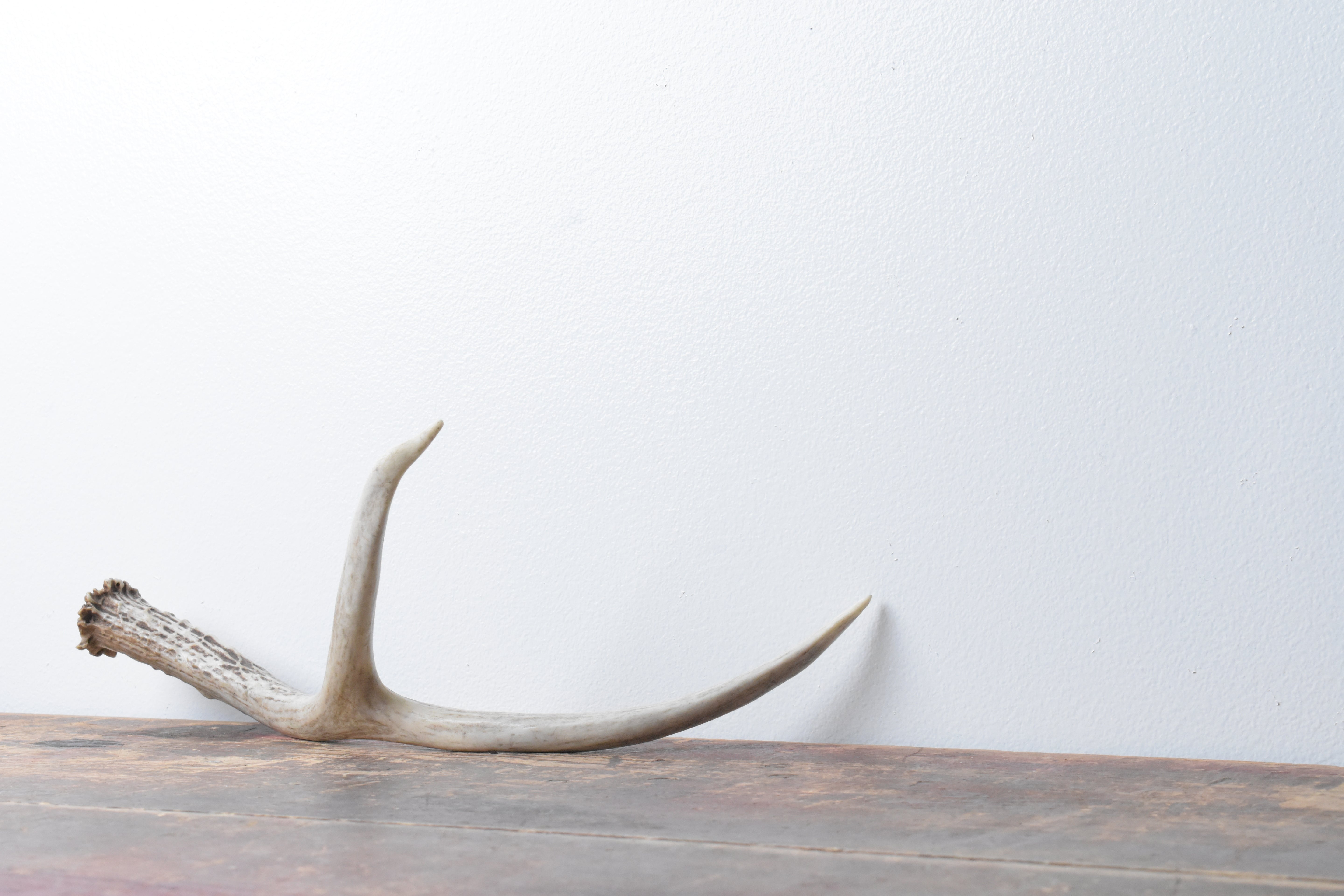 Mule Deer Antler | 47