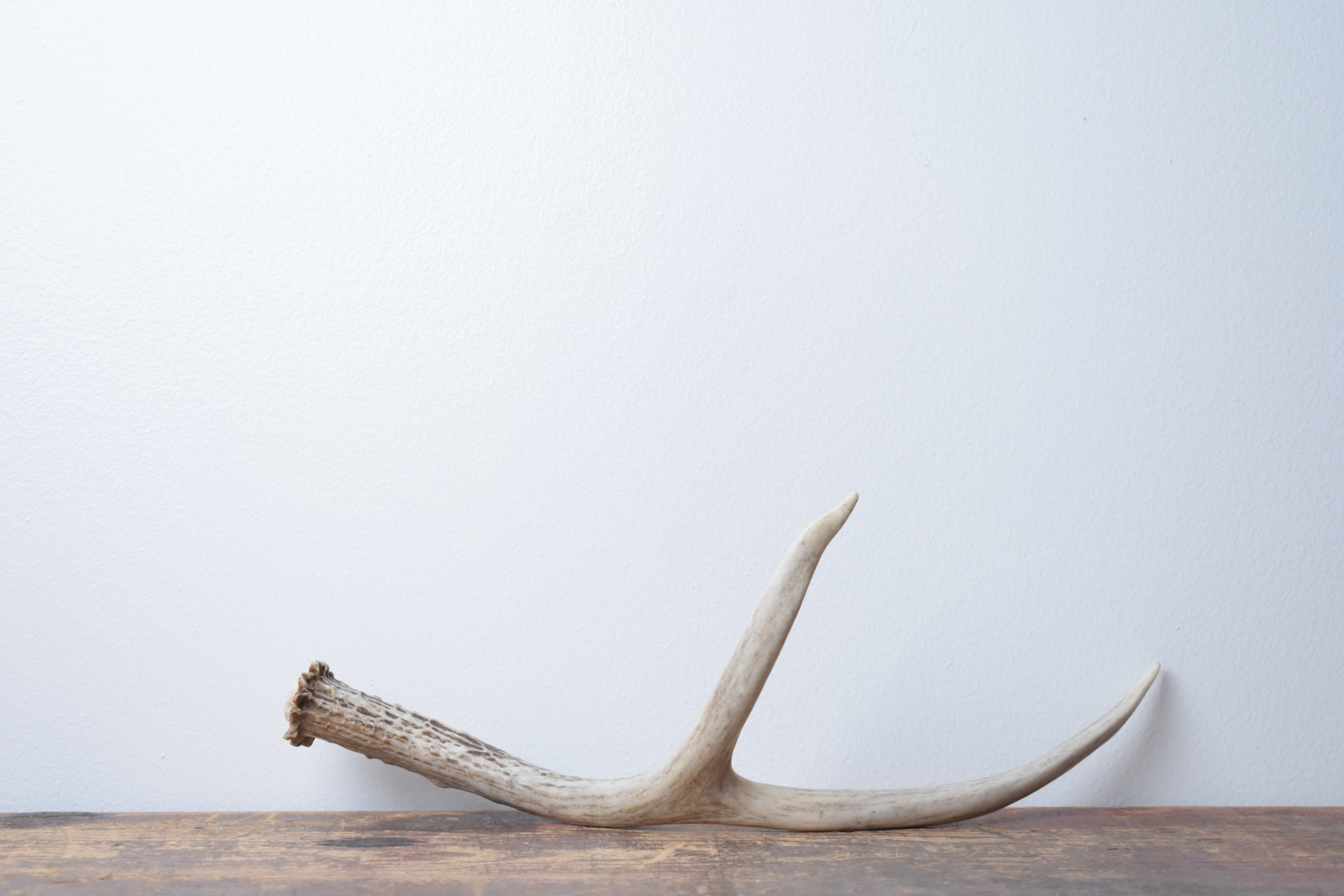 Mule Deer Antler | 47