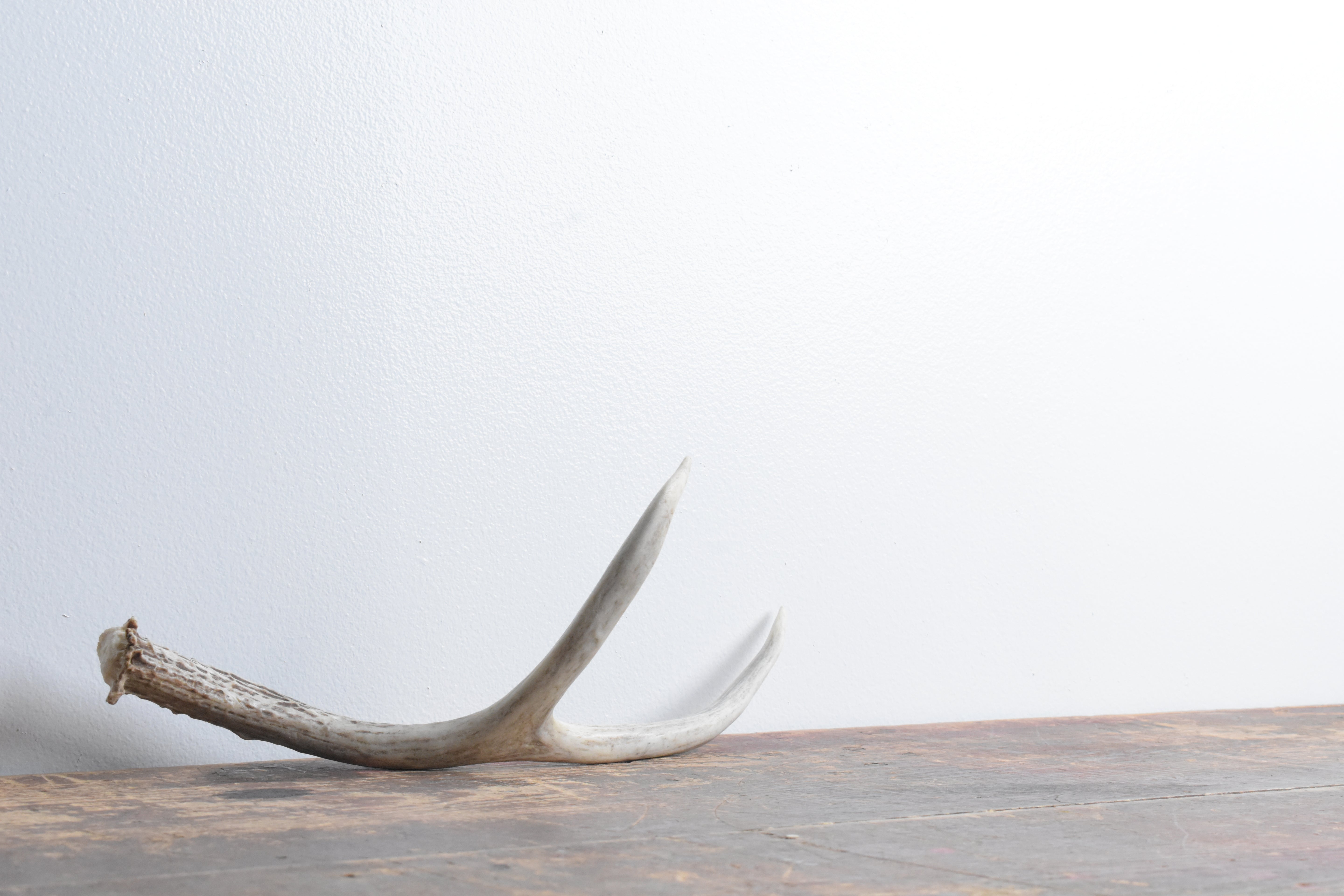 Mule Deer Antler | 47