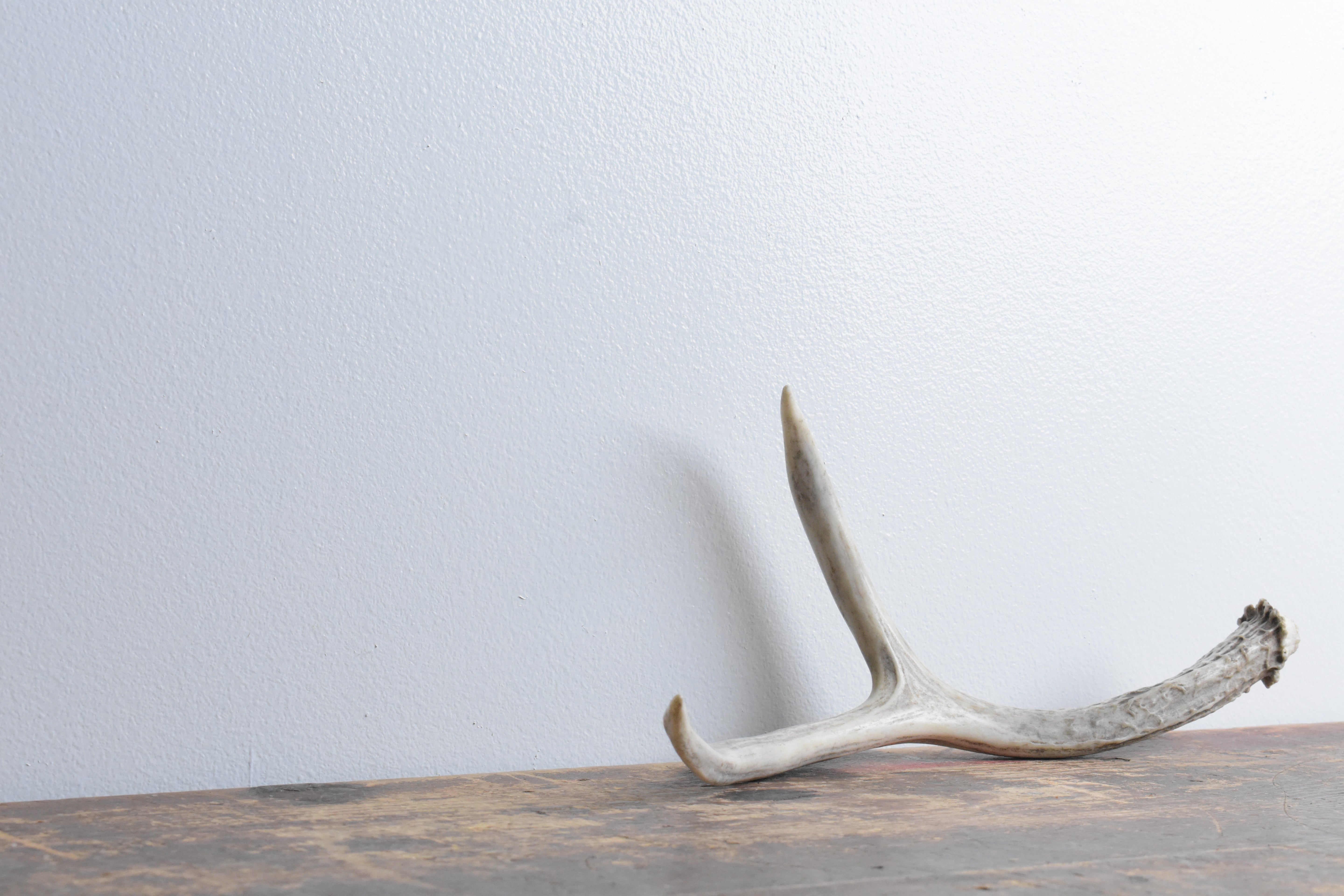 Mule Deer Antler | 47