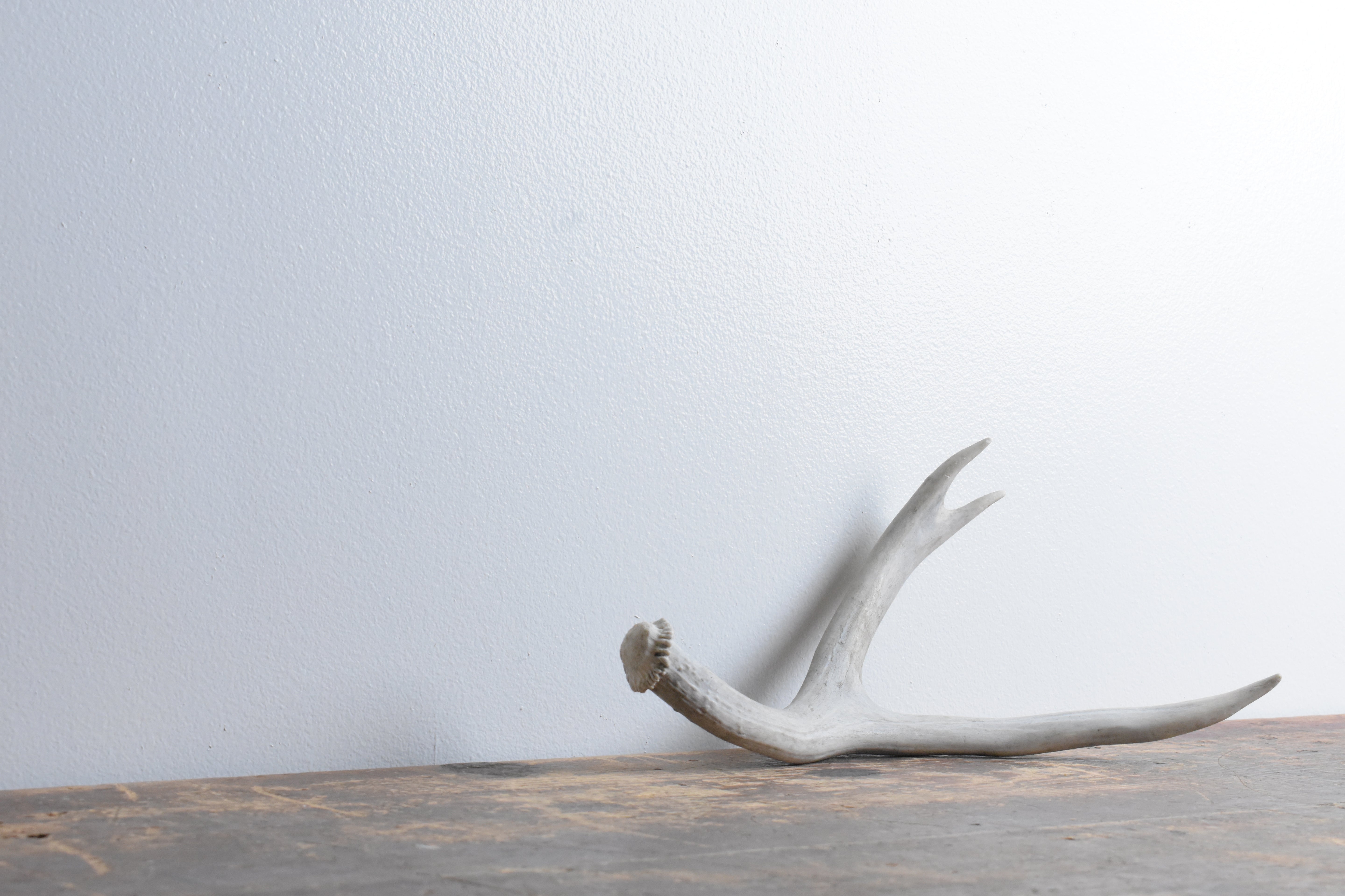 Mule Deer Antler | Small Size | 48