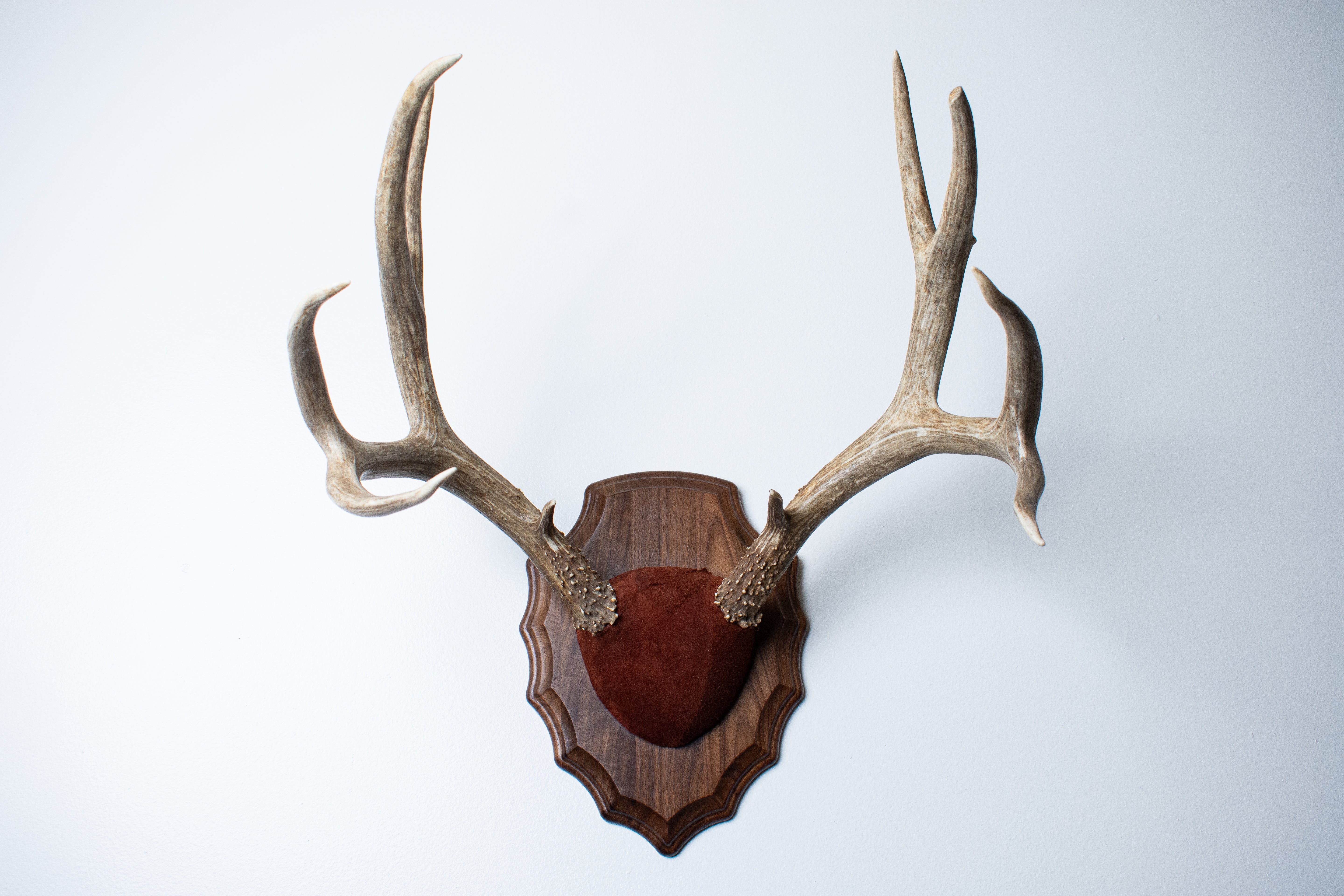 Mule Deer Antler Mount | Burgundy | 07