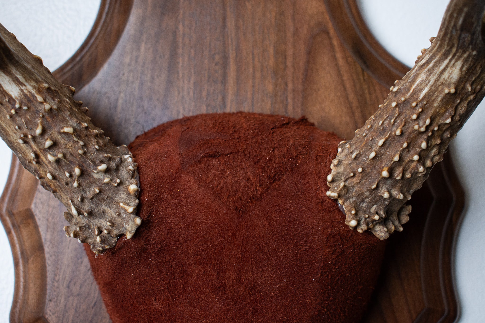 Mule Deer Antler Mount | Burgundy | 07