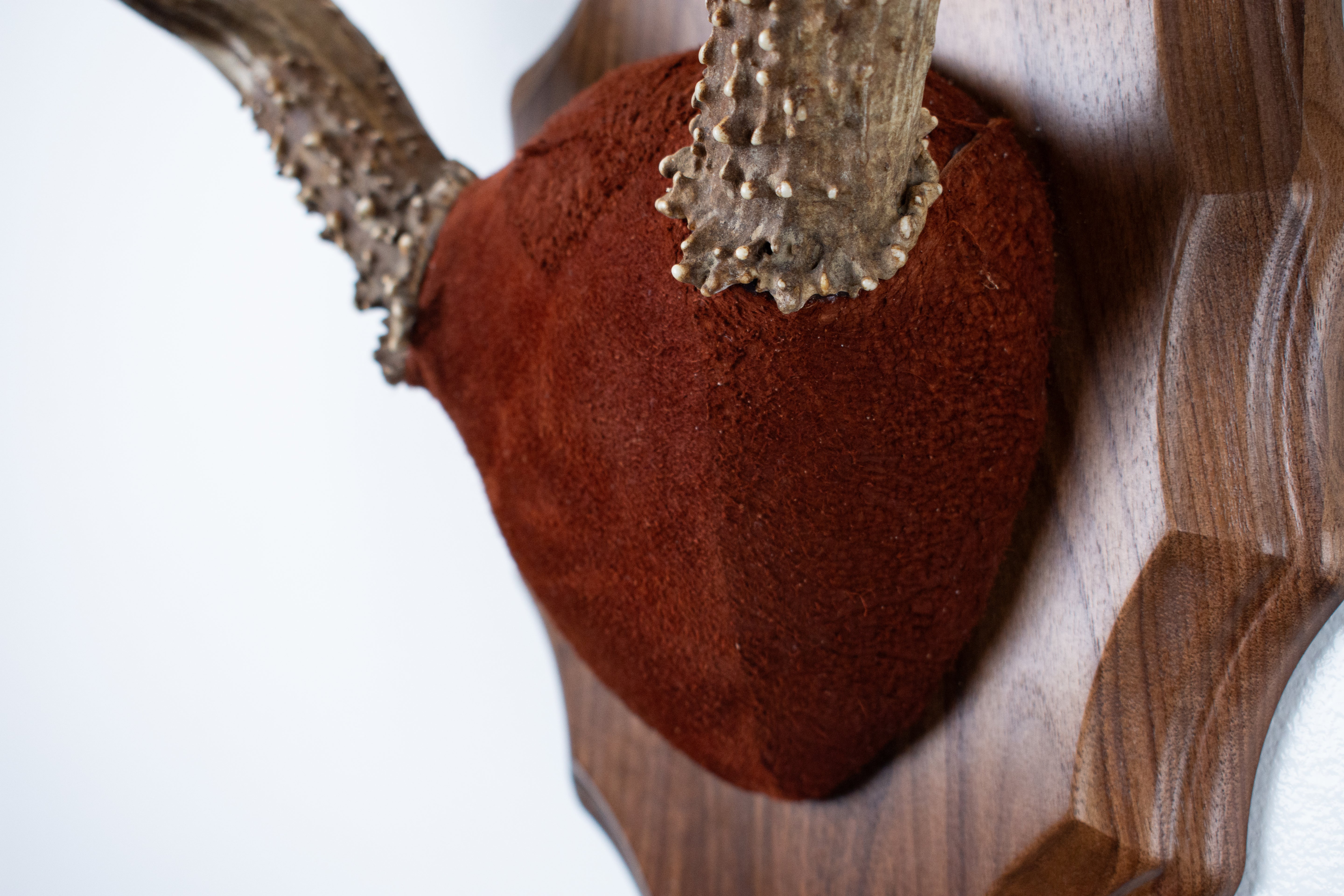 Mule Deer Antler Mount | Burgundy | 07