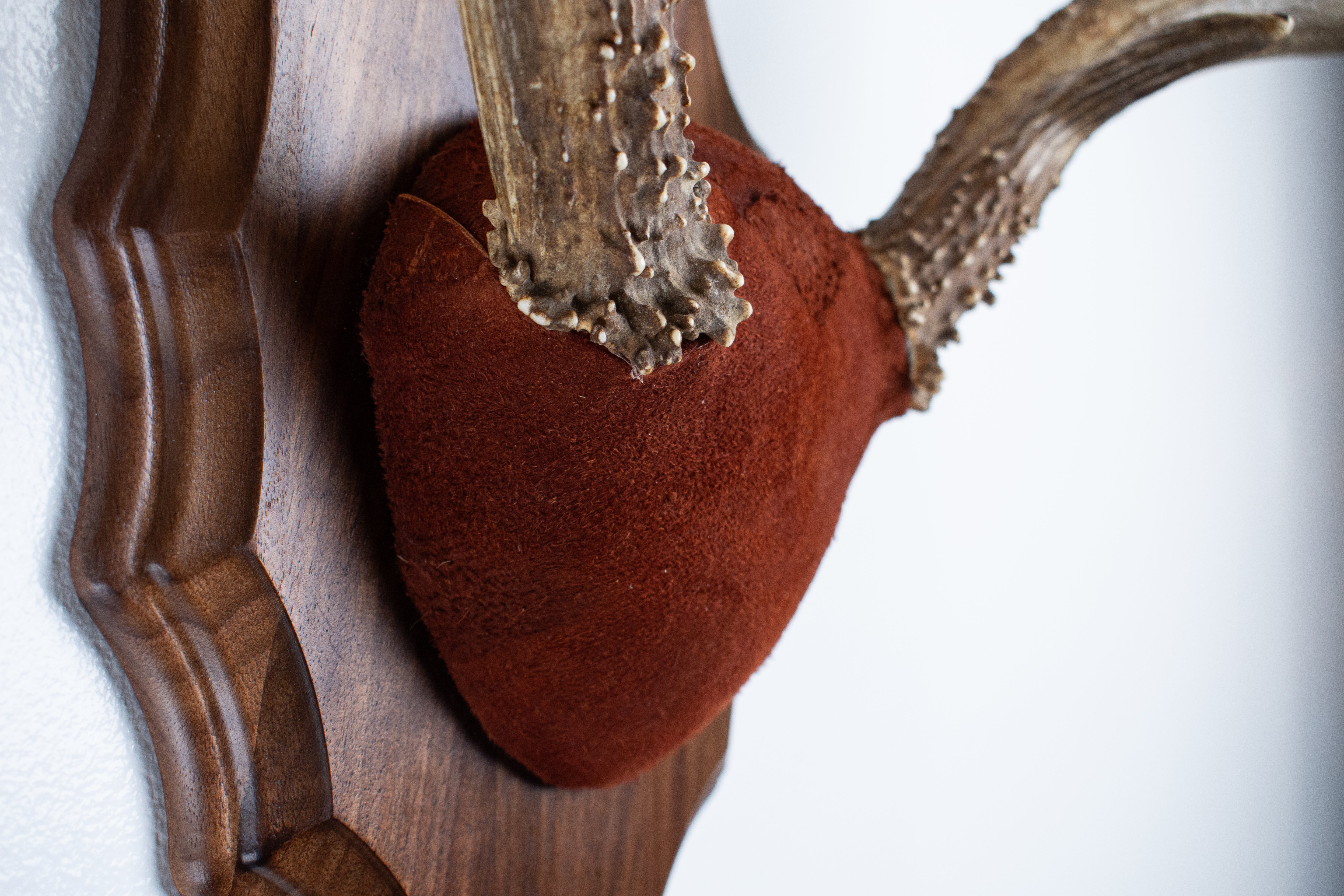 Mule Deer Antler Mount | Burgundy | 07